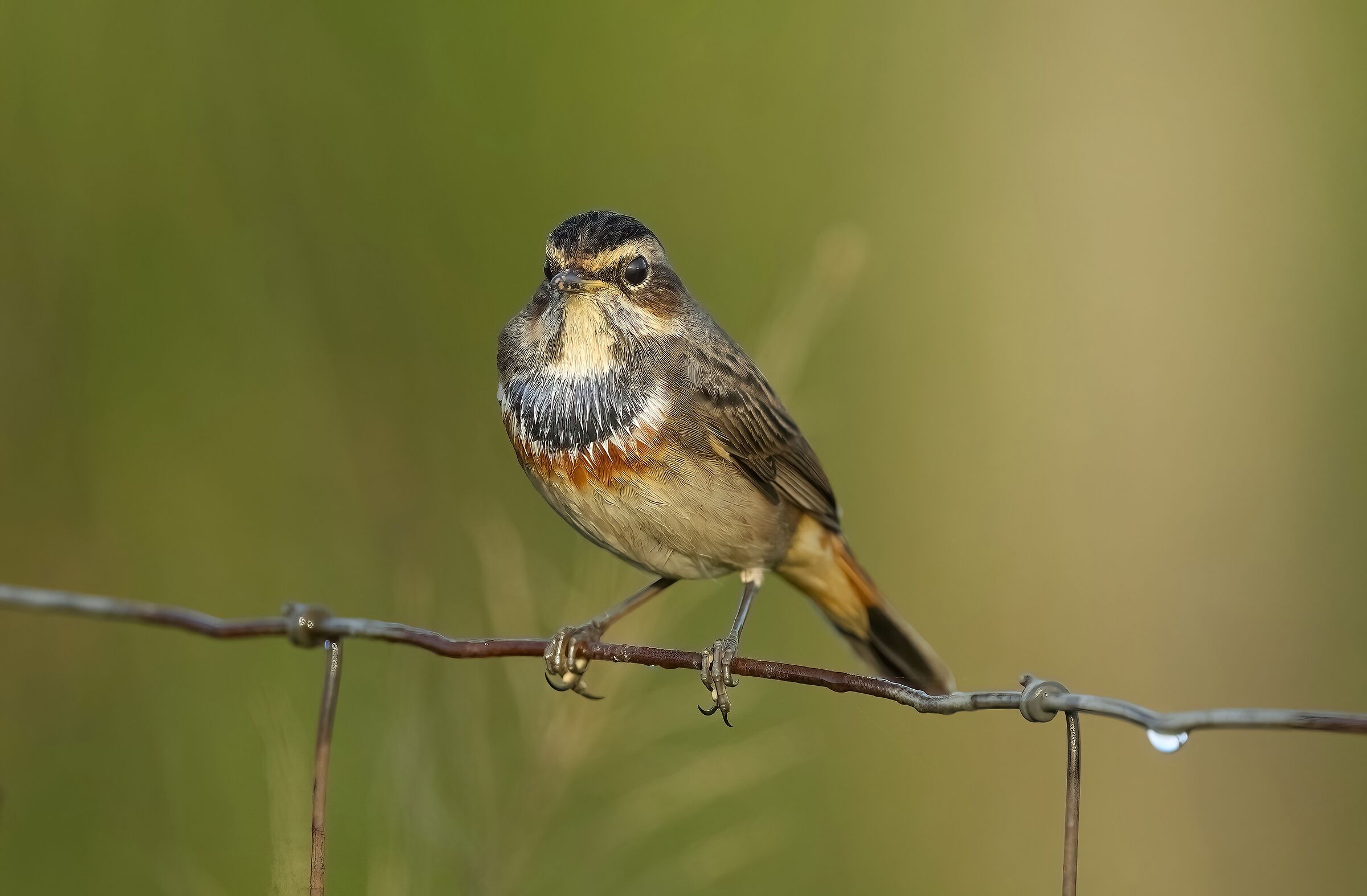 bluethroat