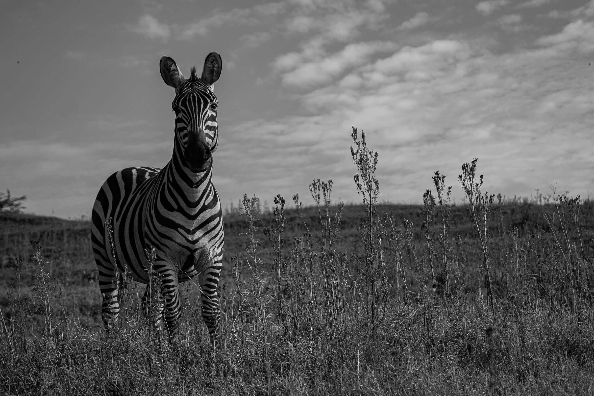 Black with white stripes or white with black stripes?