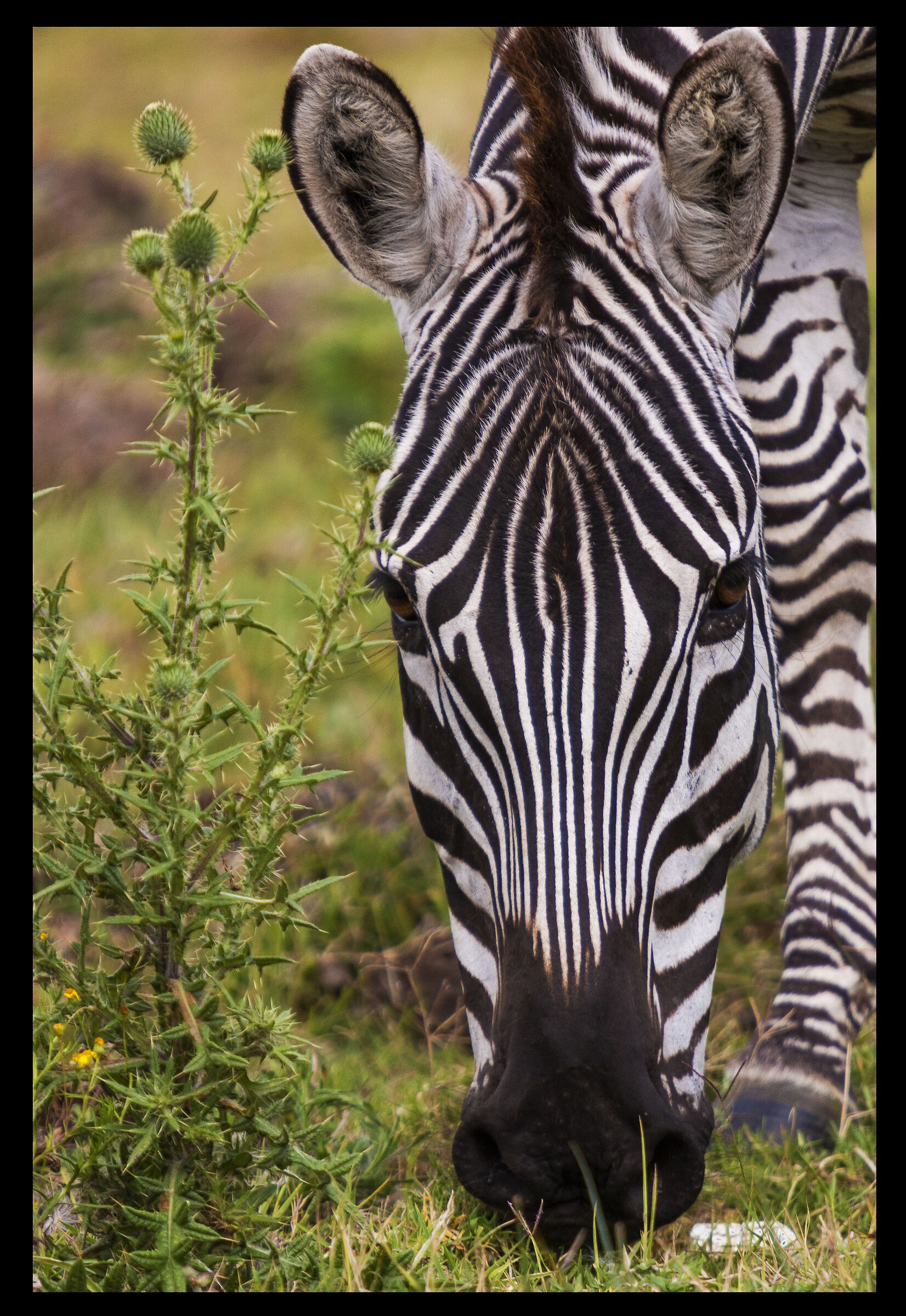 Walk with zebras at Lake Nakuru