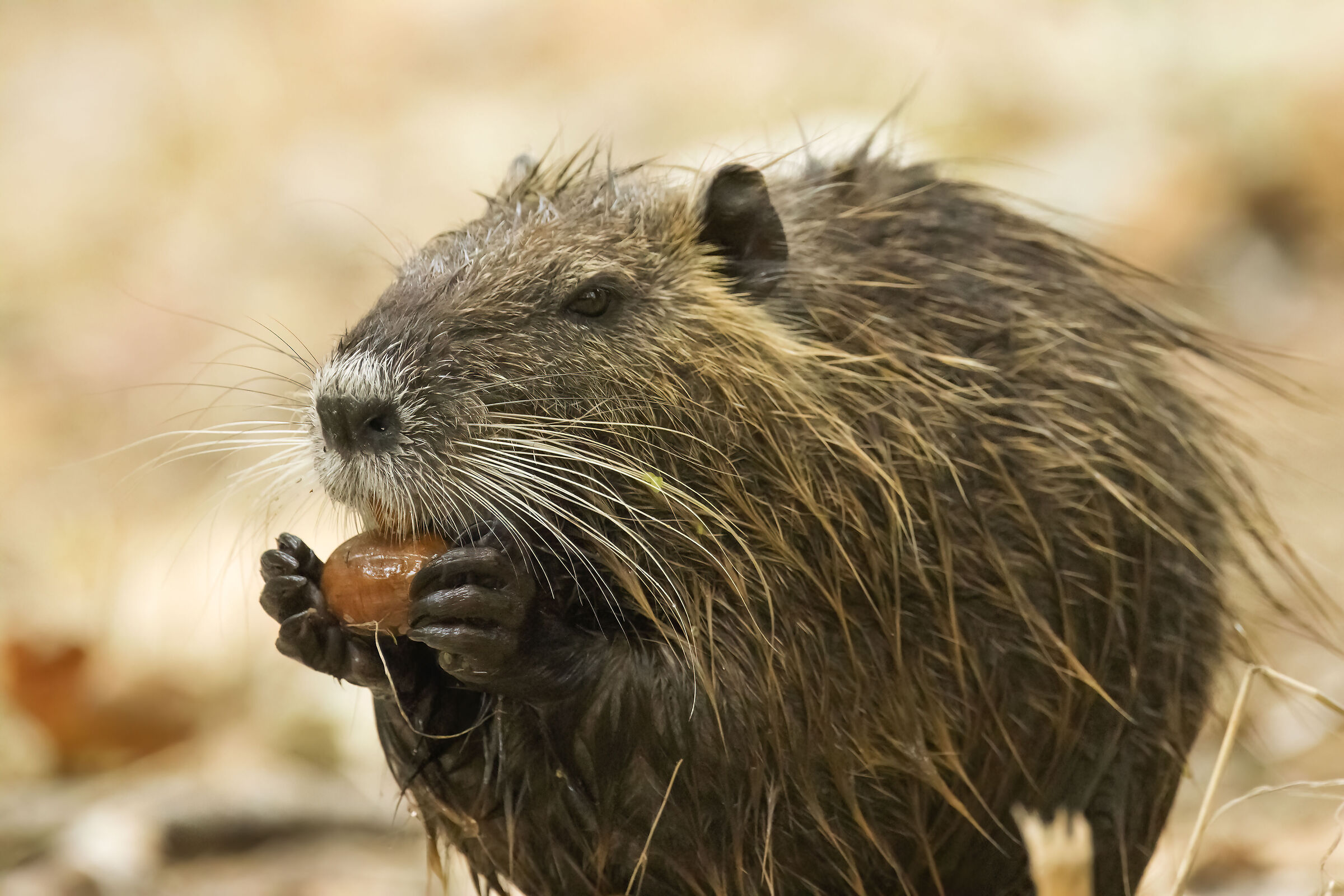 Nutria