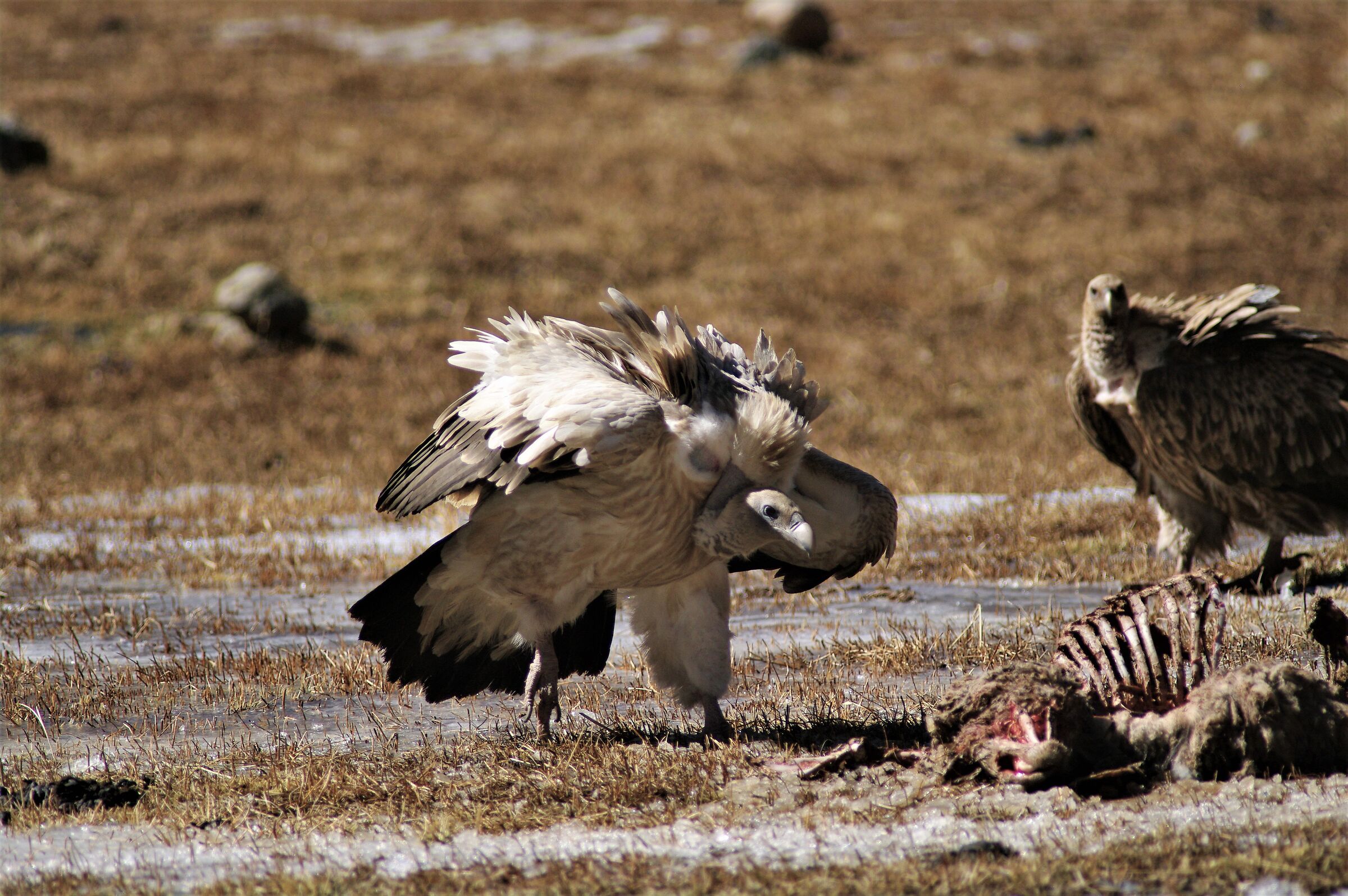 Hymalayan vulture (Tibet plateau(