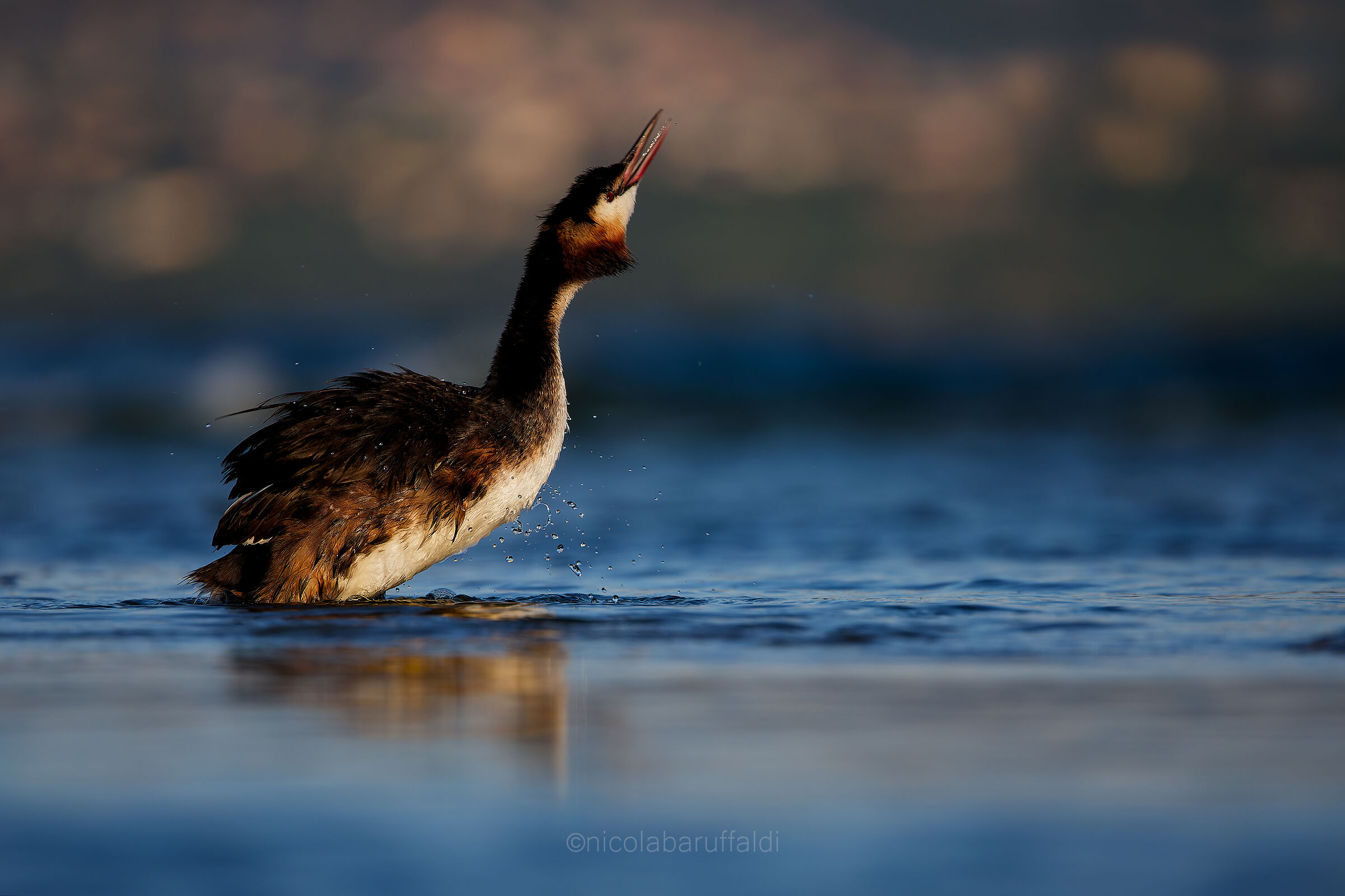 Great Grebe in September