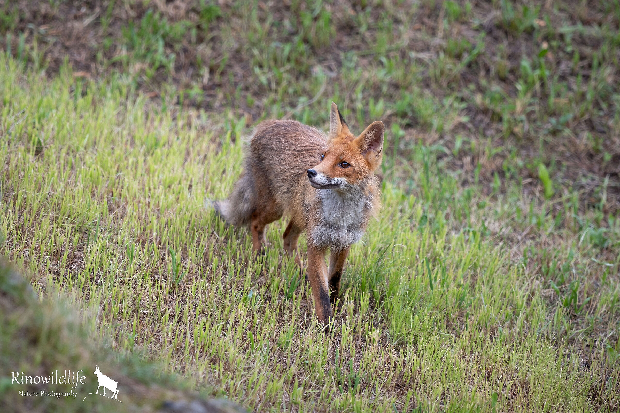 Young Fox