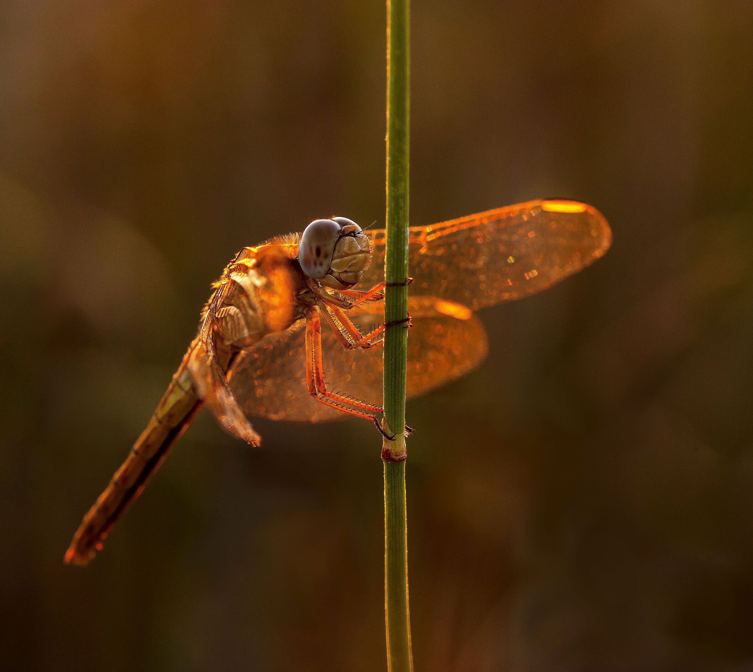 Libellula immersa nelle luci dorate dell'alba