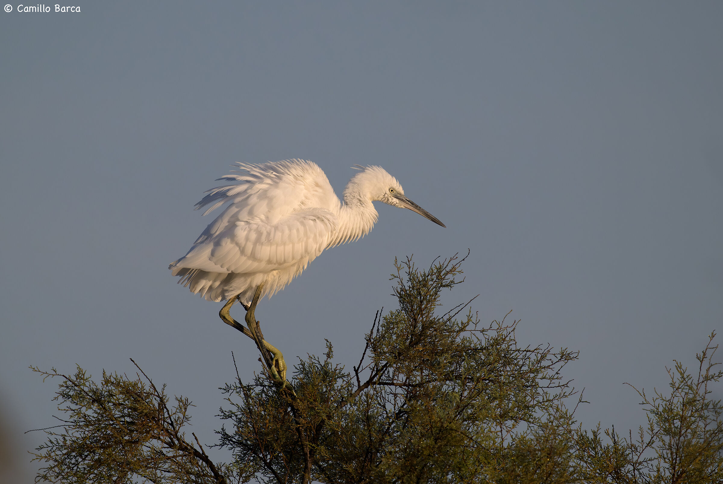 Egret