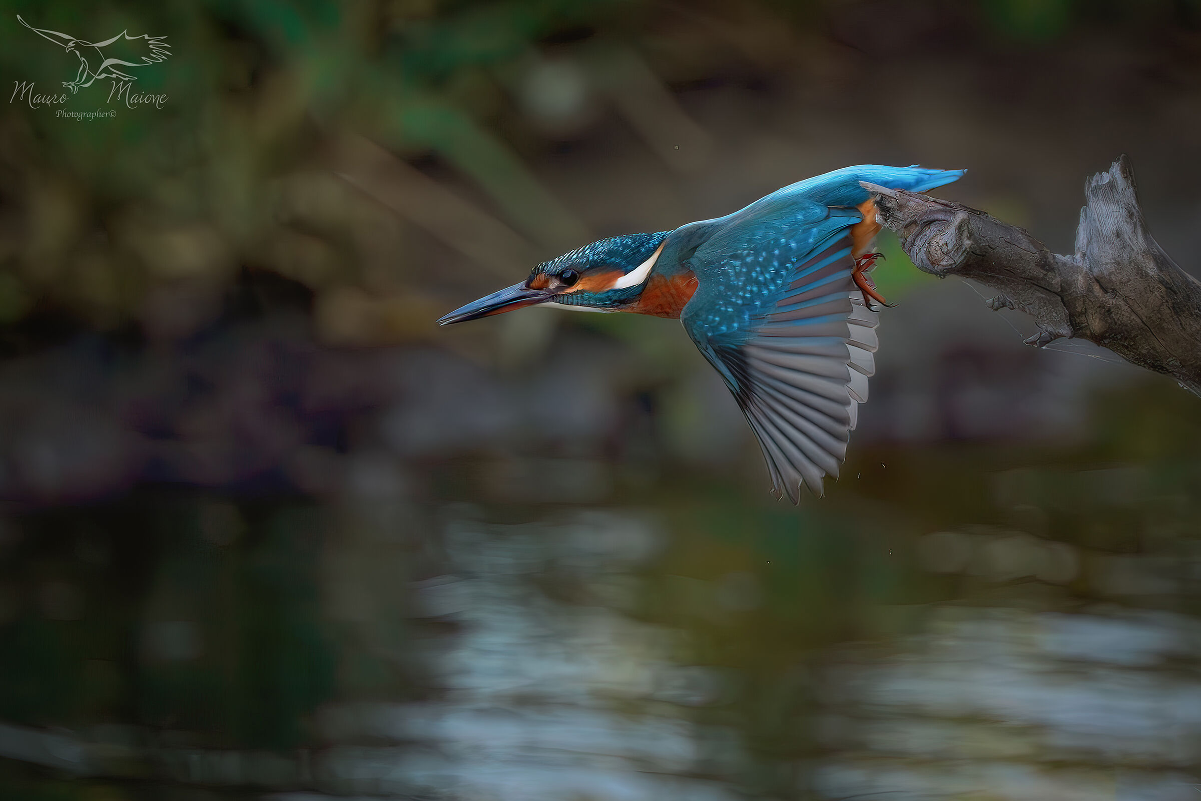The dive