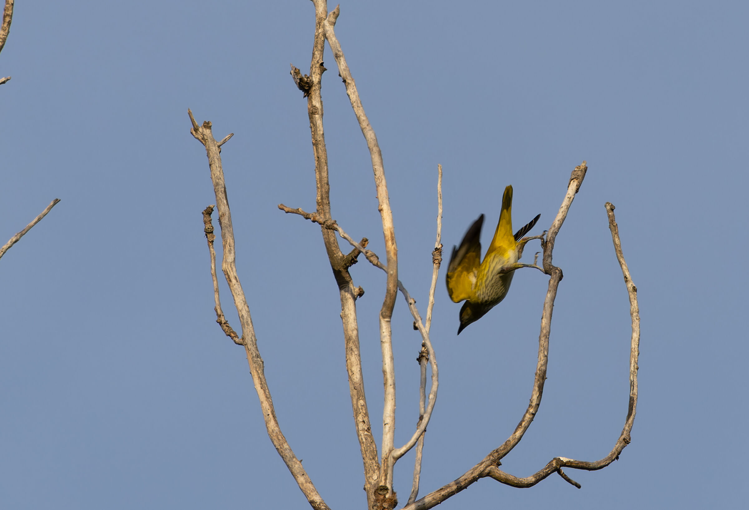 Golden oriole