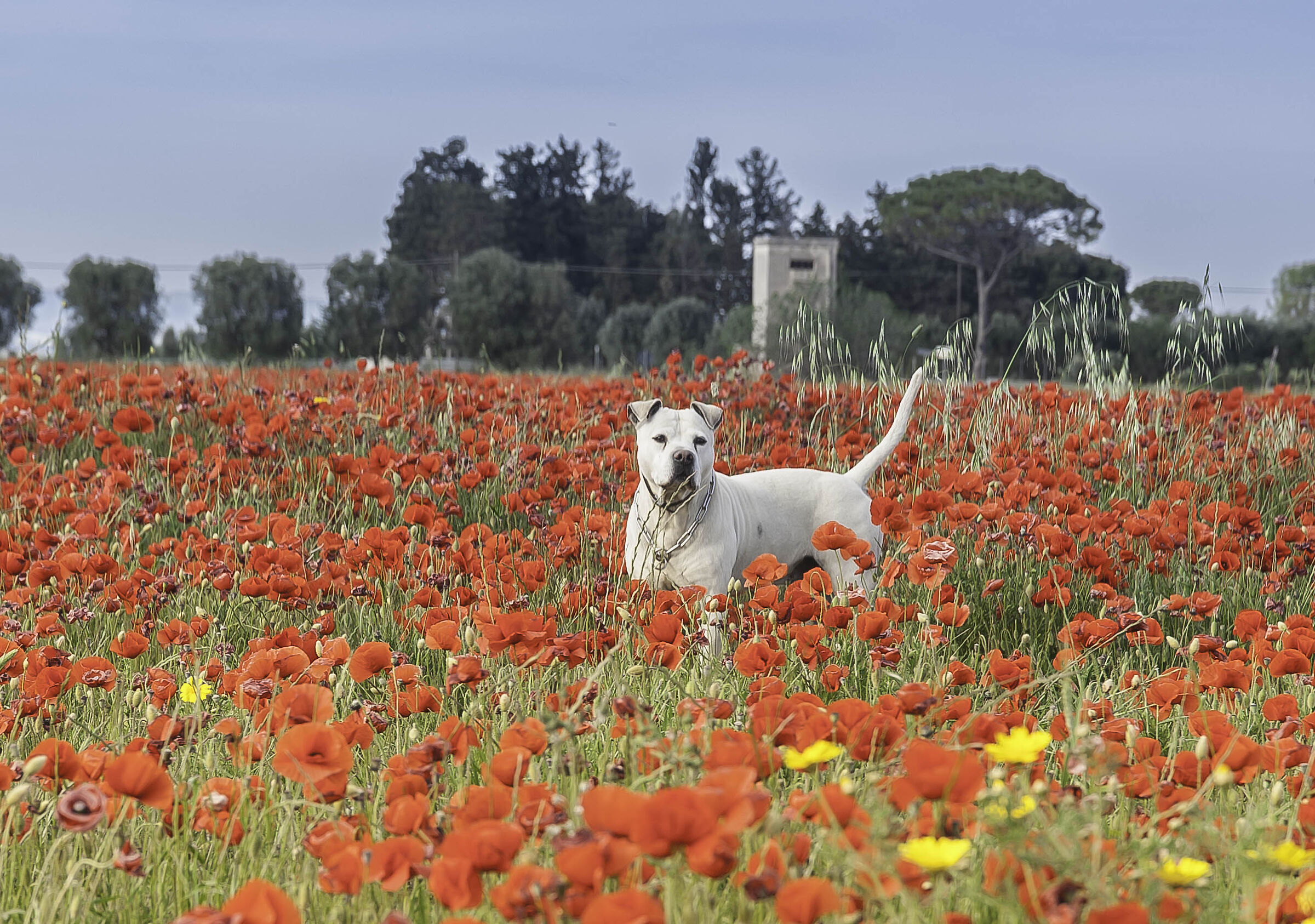 Il bello tra i fiori