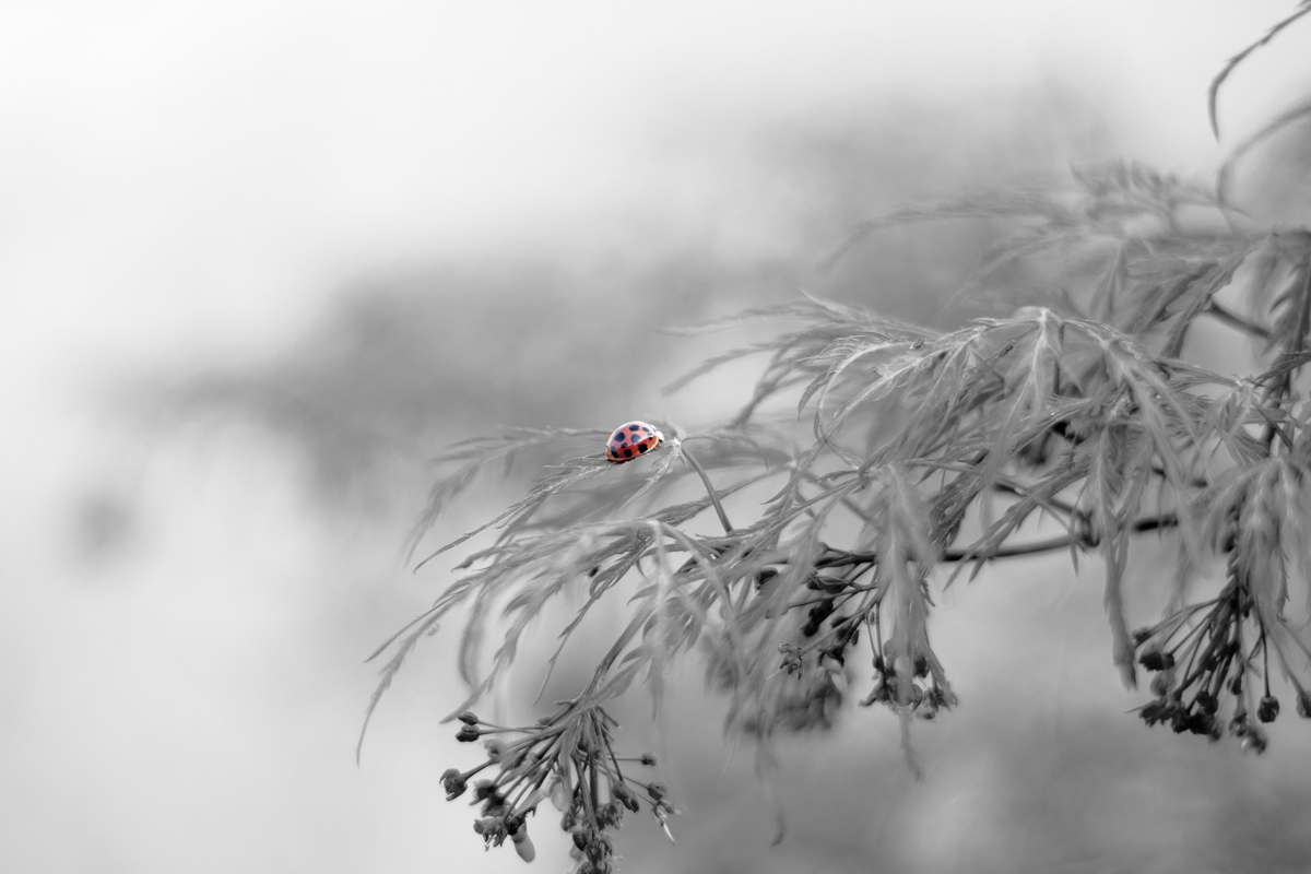 Sfocato Forunato Alternativa PP