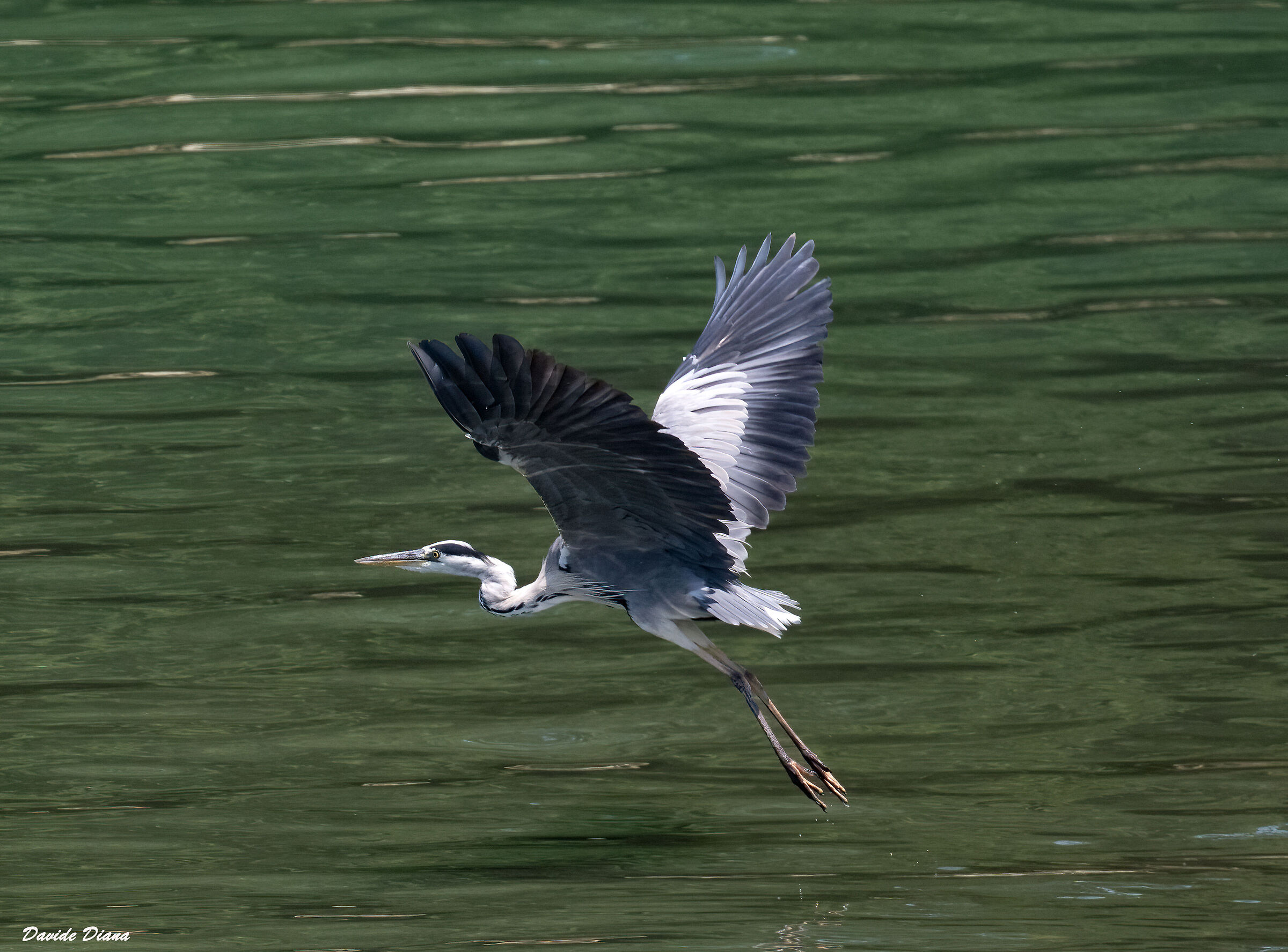 Grey heron