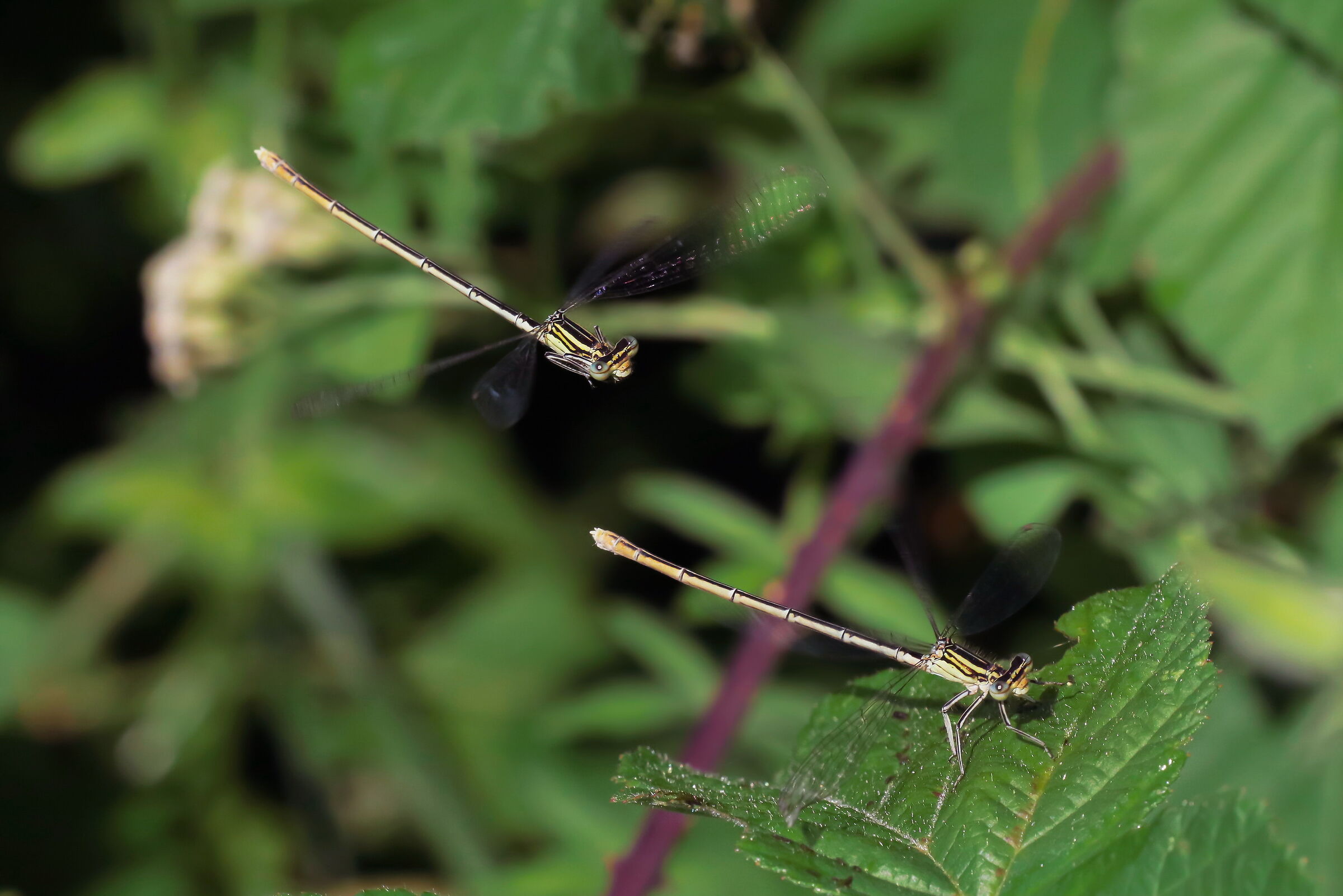 Ready to land, open landing gear, landing!