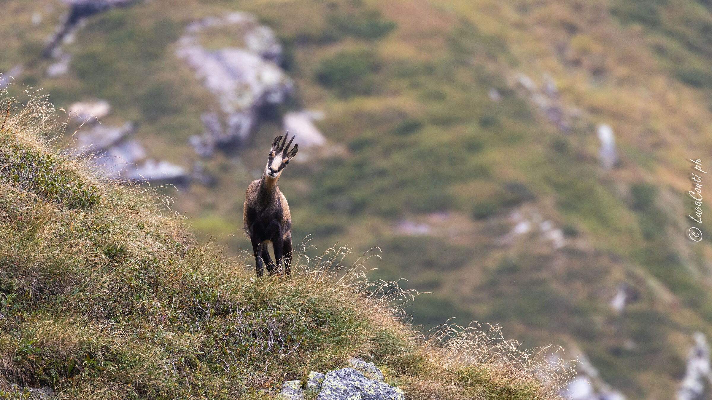 Camoscio Alpino (Valsassina)