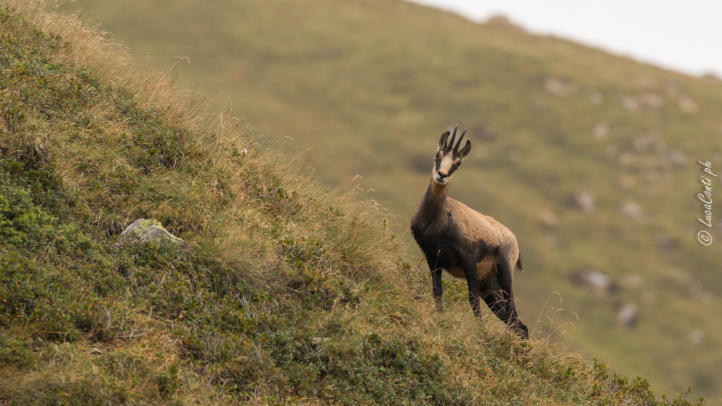 Camoscio Alpino (Valsassina)