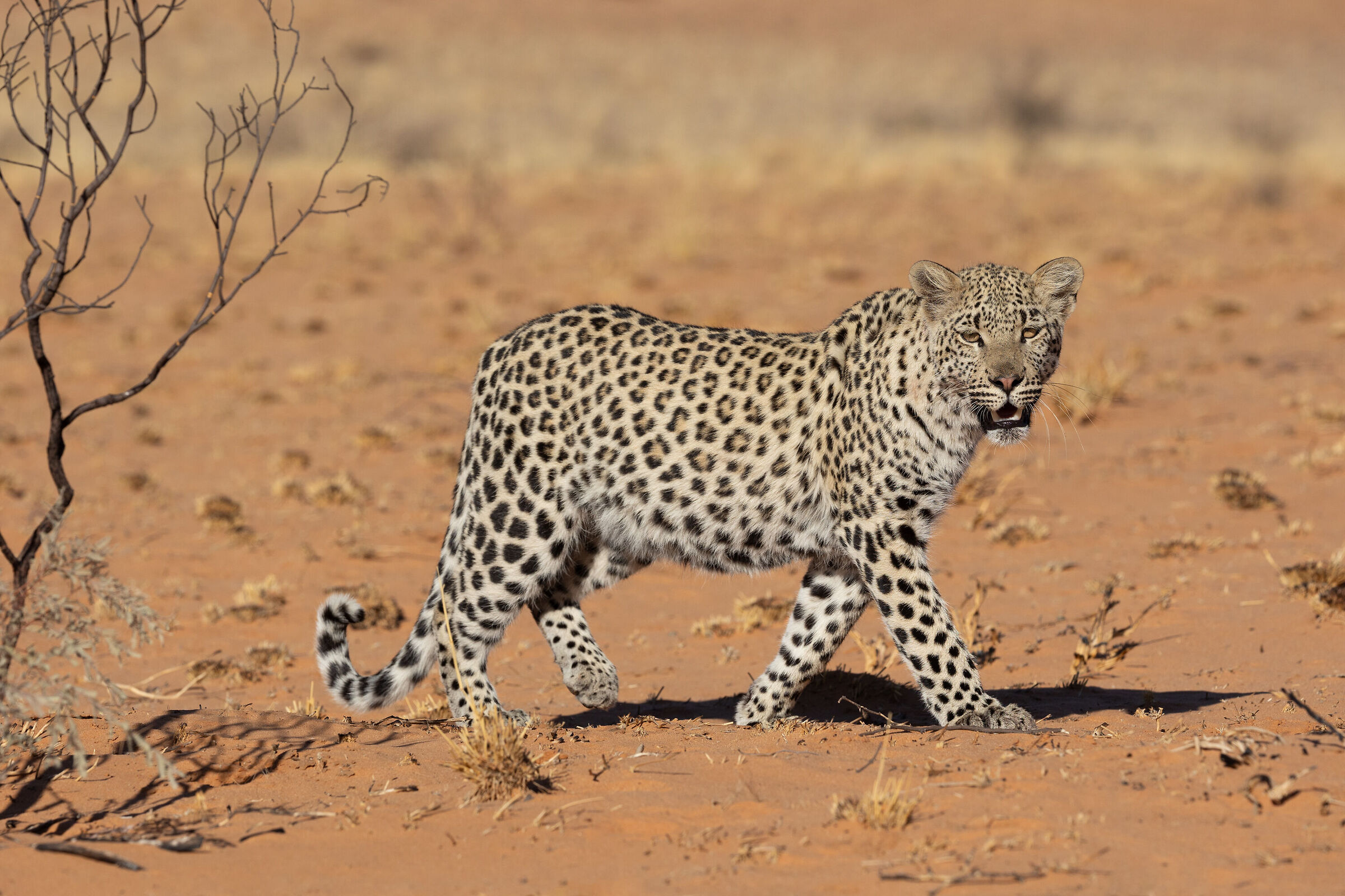 I was passing by here...