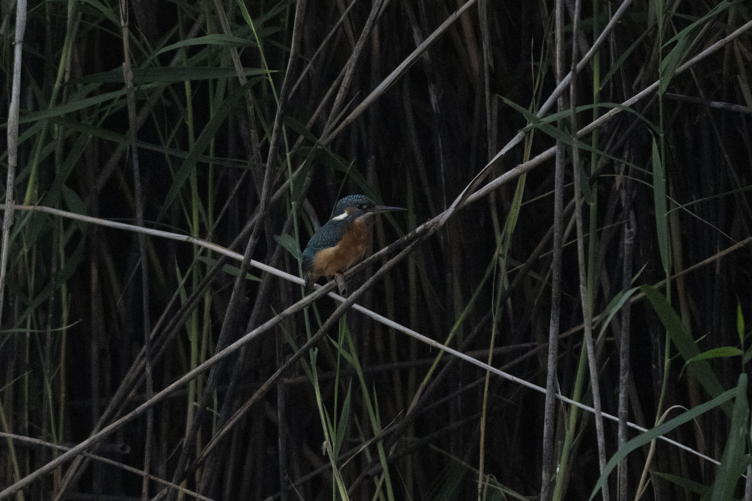 Scatto originale ridimenzionato