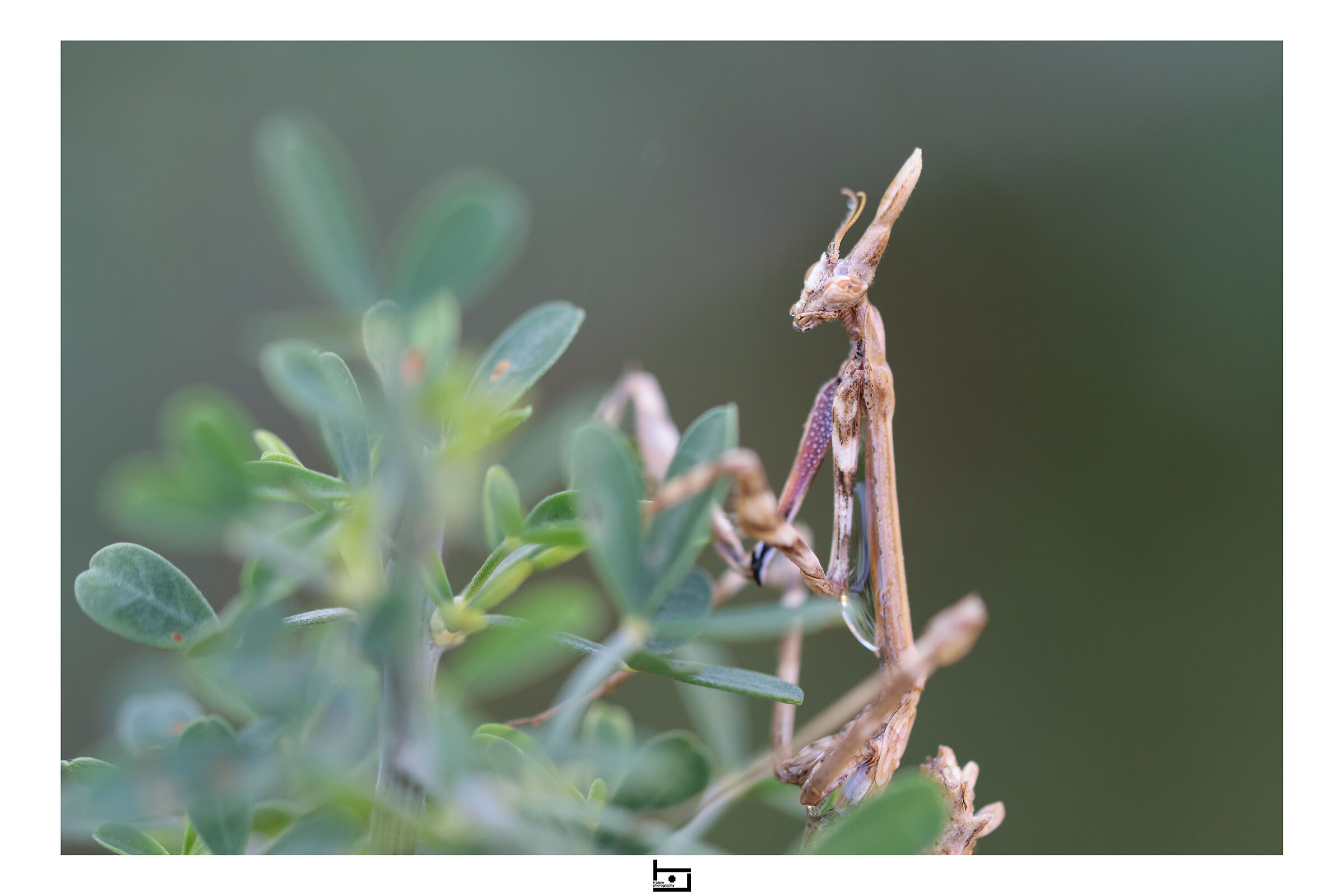 Empusa "bagnata"