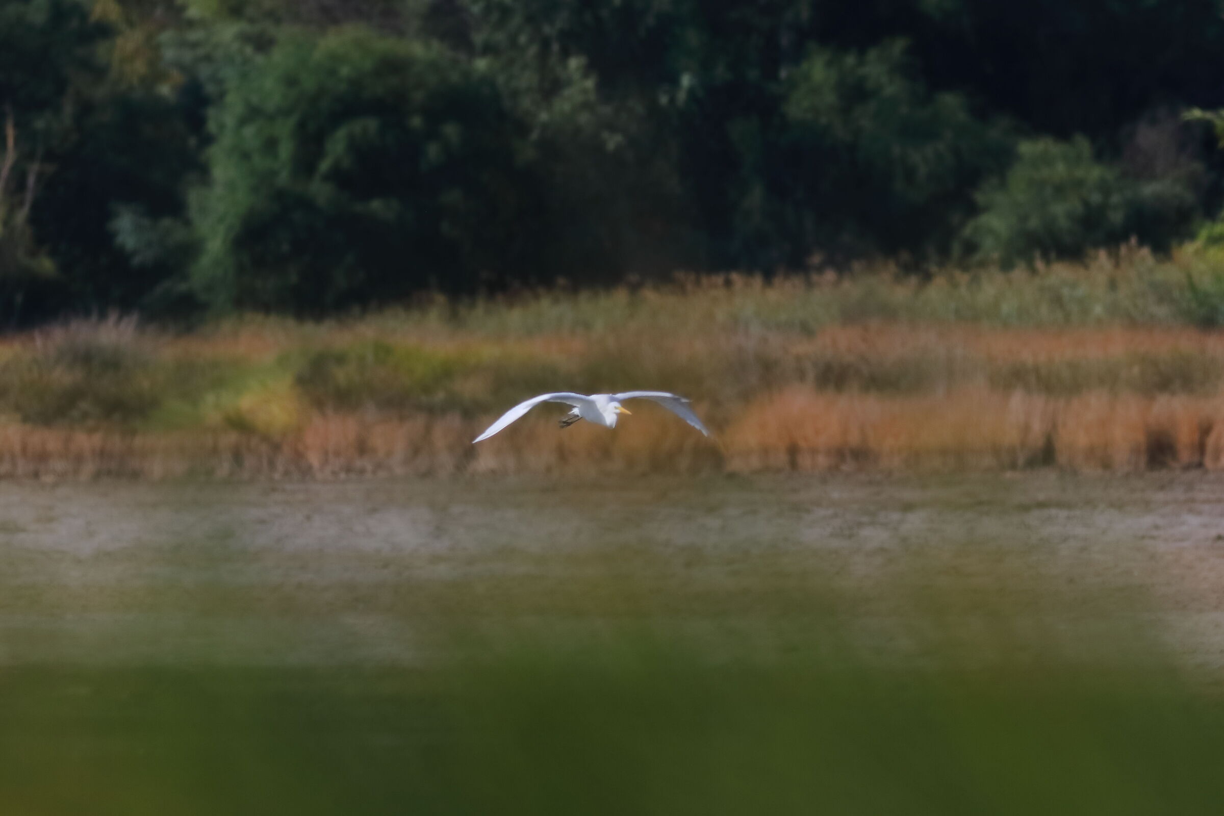 Airone BM 09-09-2023