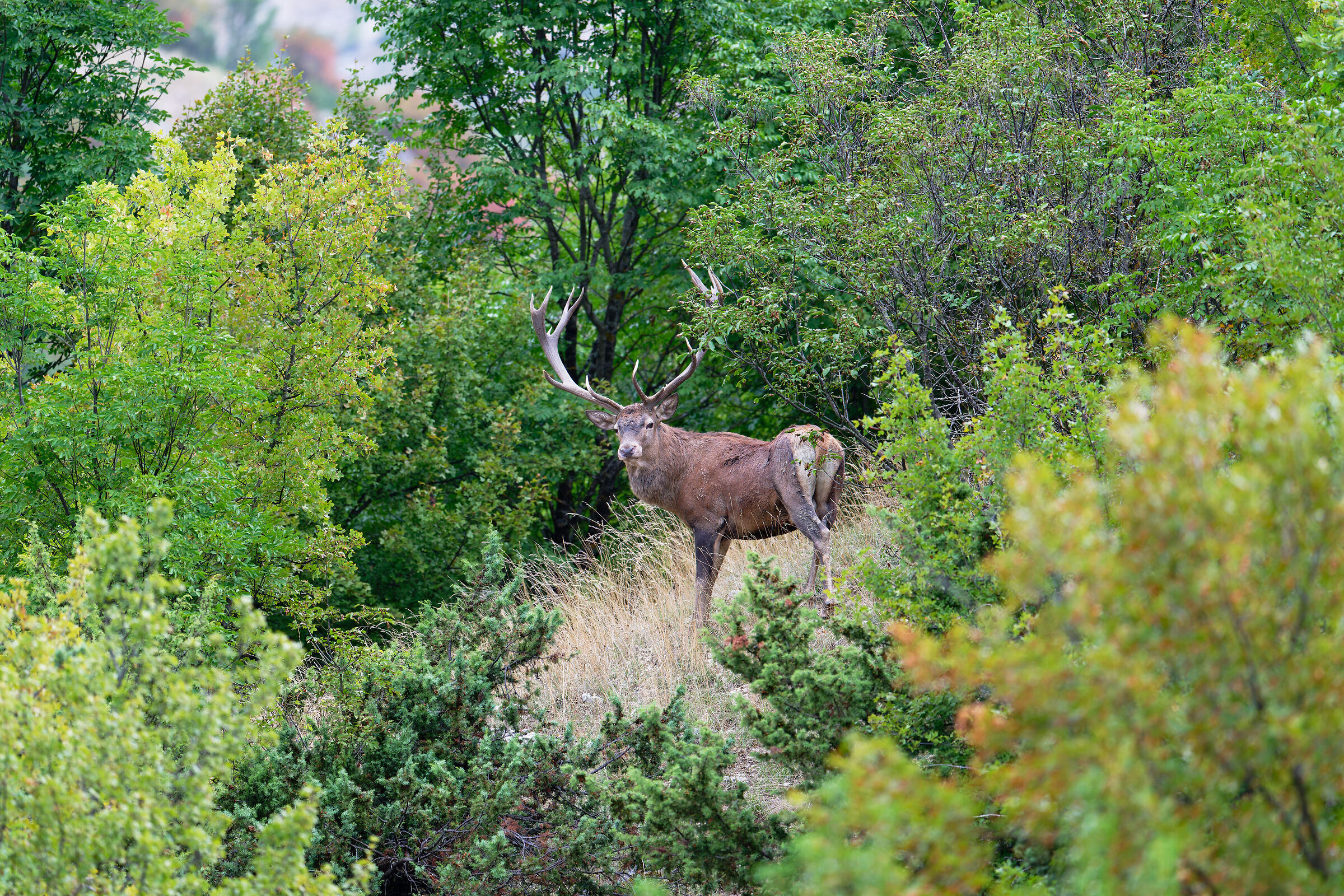 Deer set