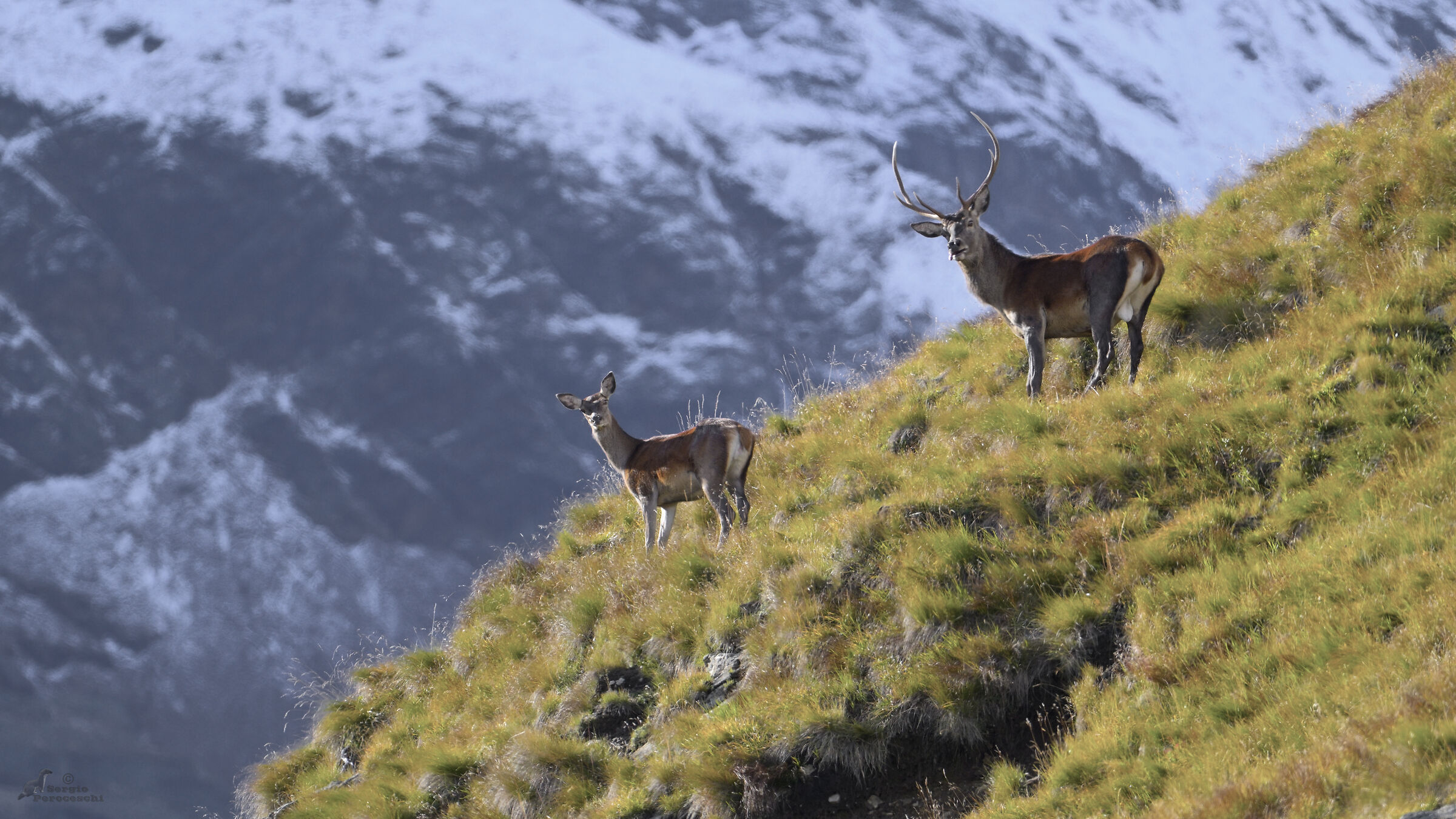 First shots at the roar