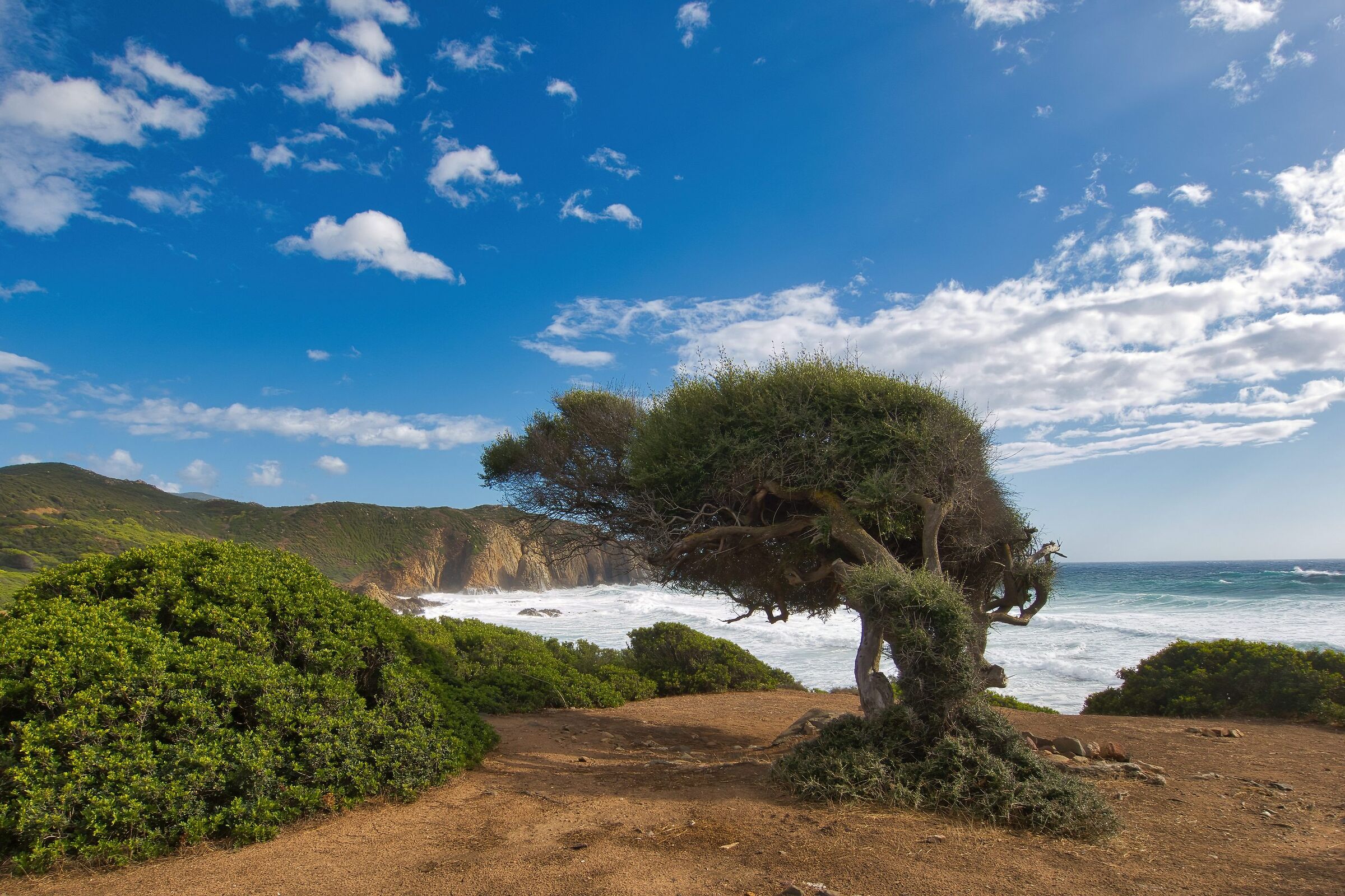 Wind in the branches