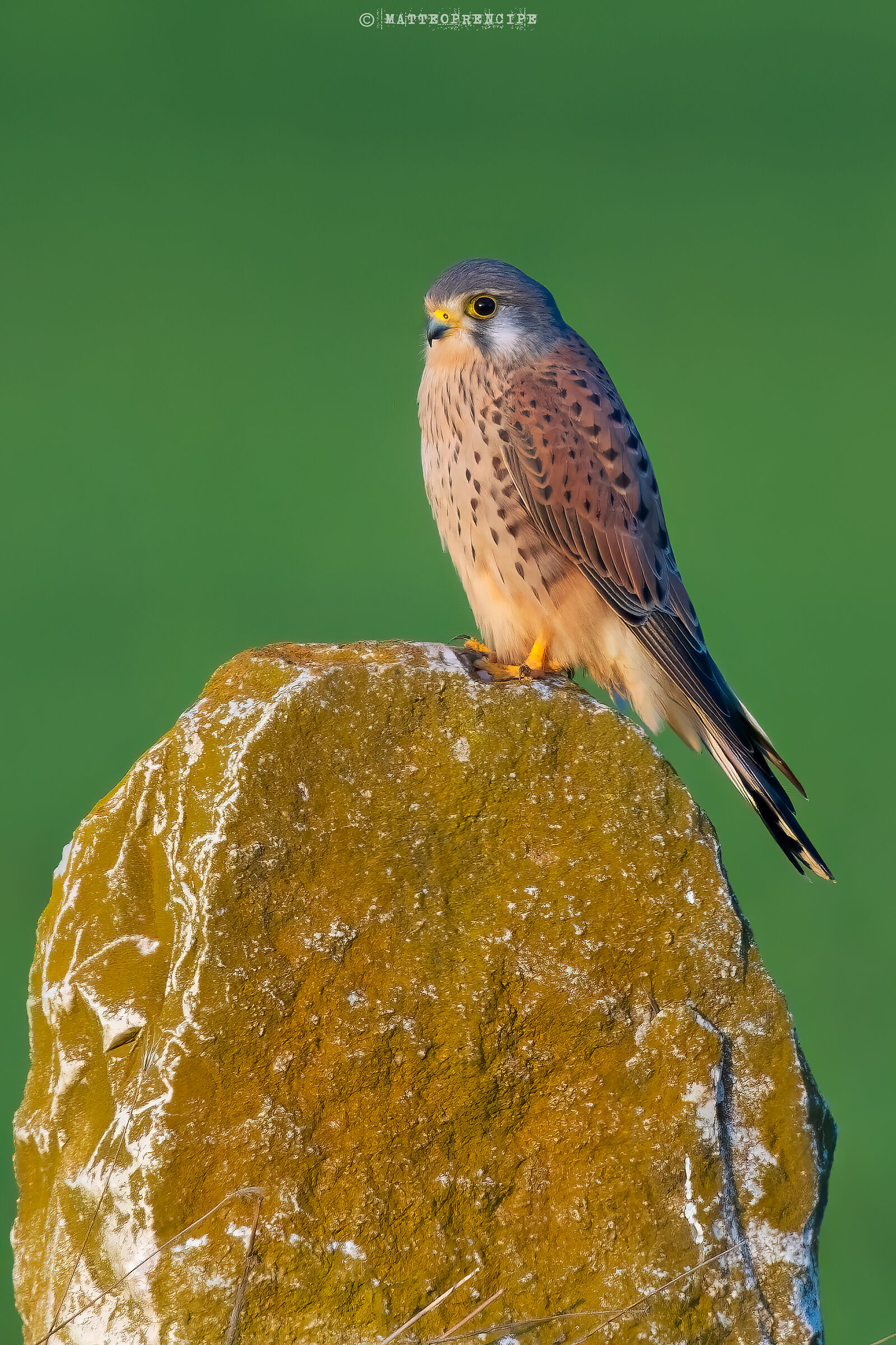 Kestrel posing