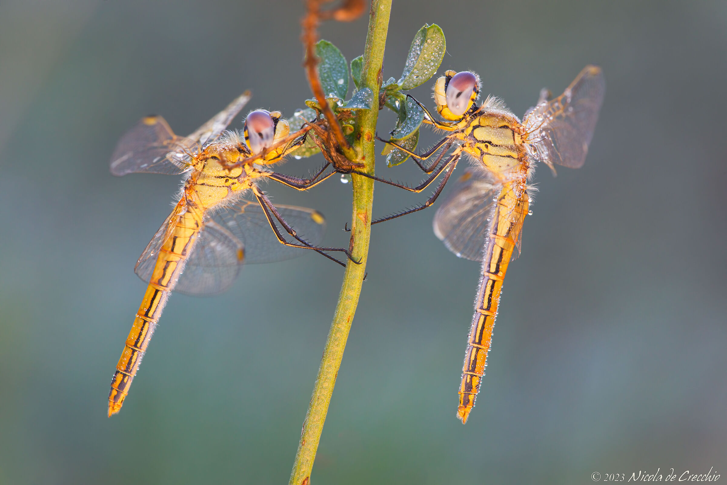 Females of Sympetrum fonscolombii