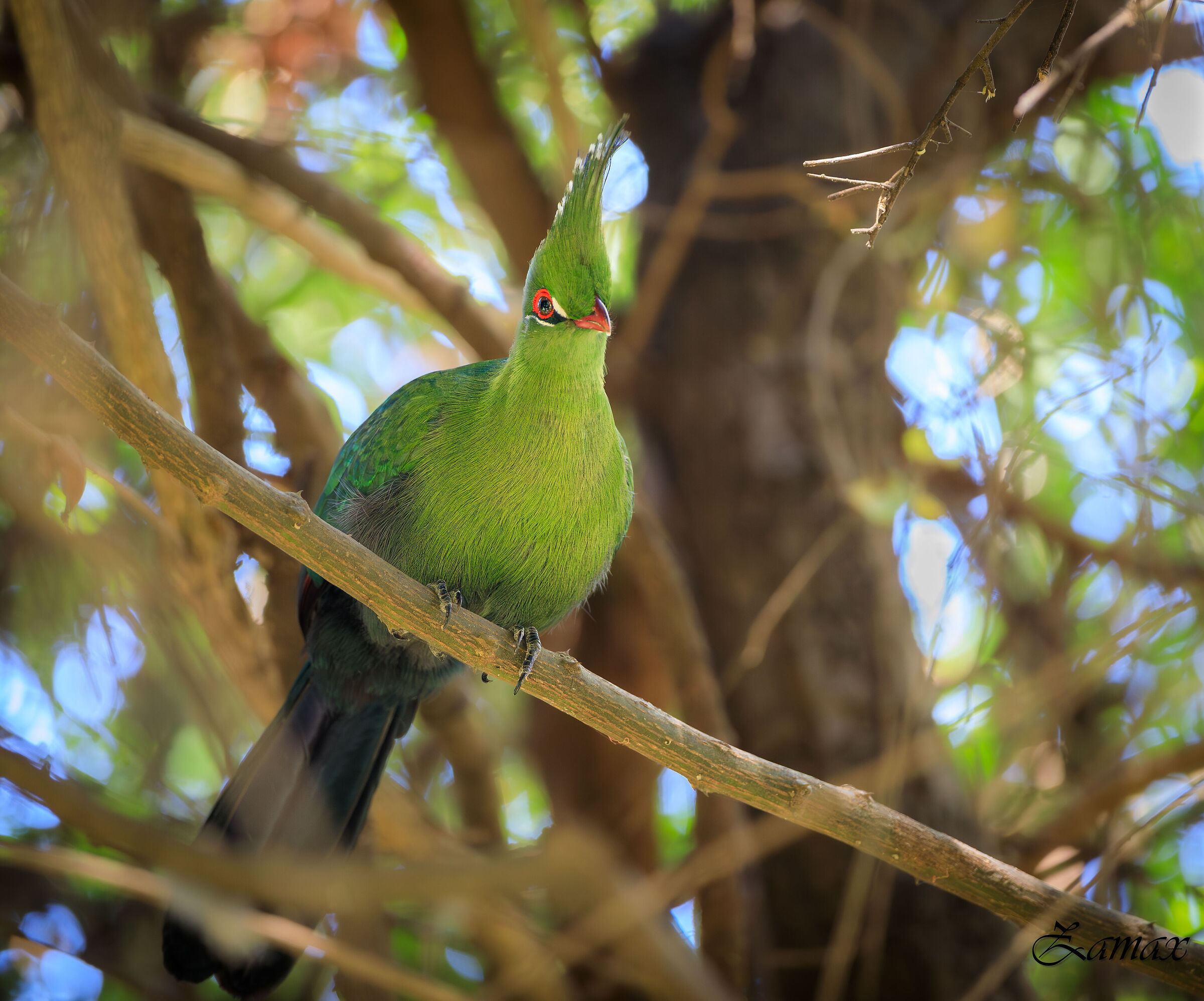 Turaco Verde Del Sudafrica