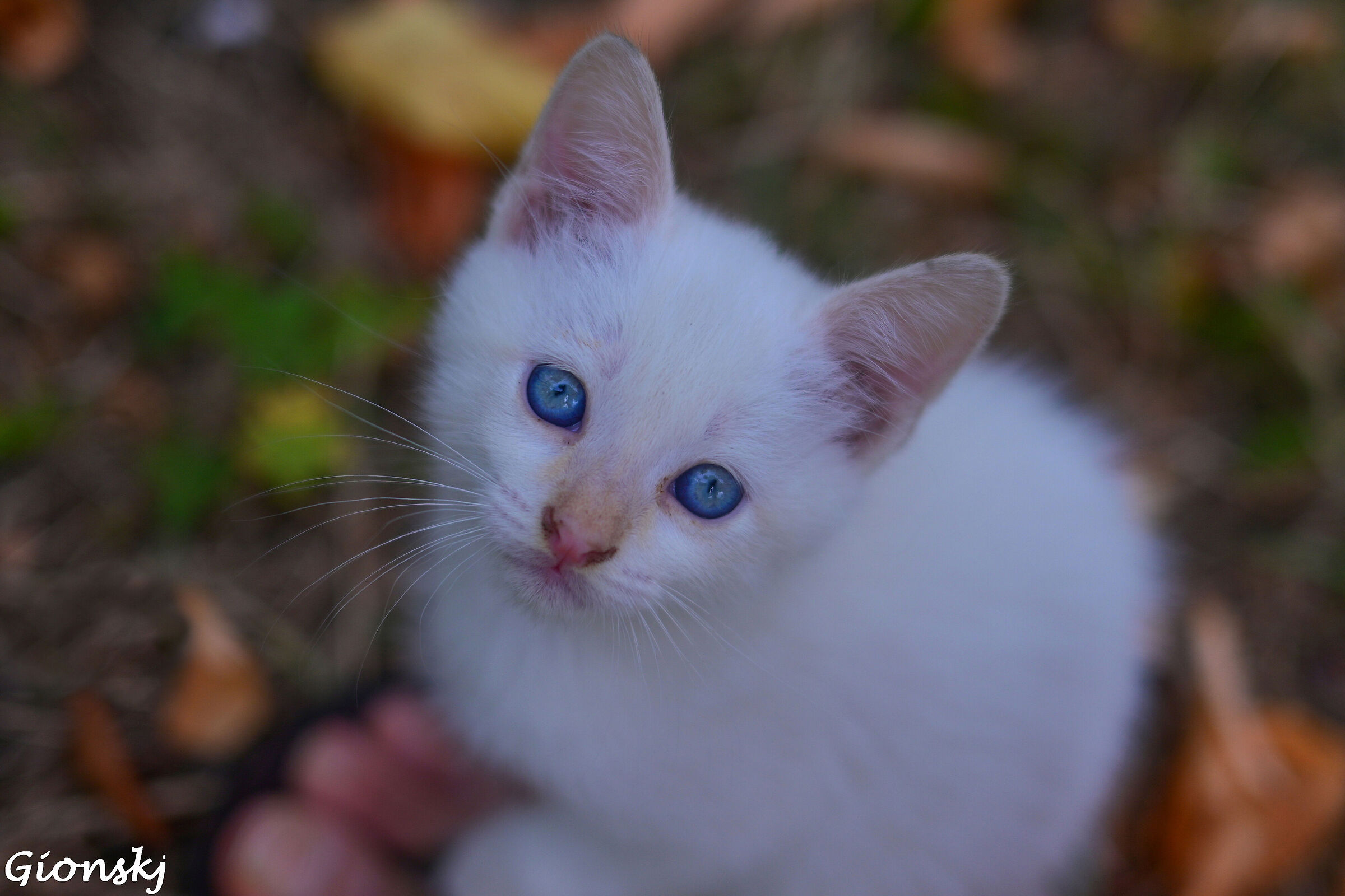 The kitten on my foot...