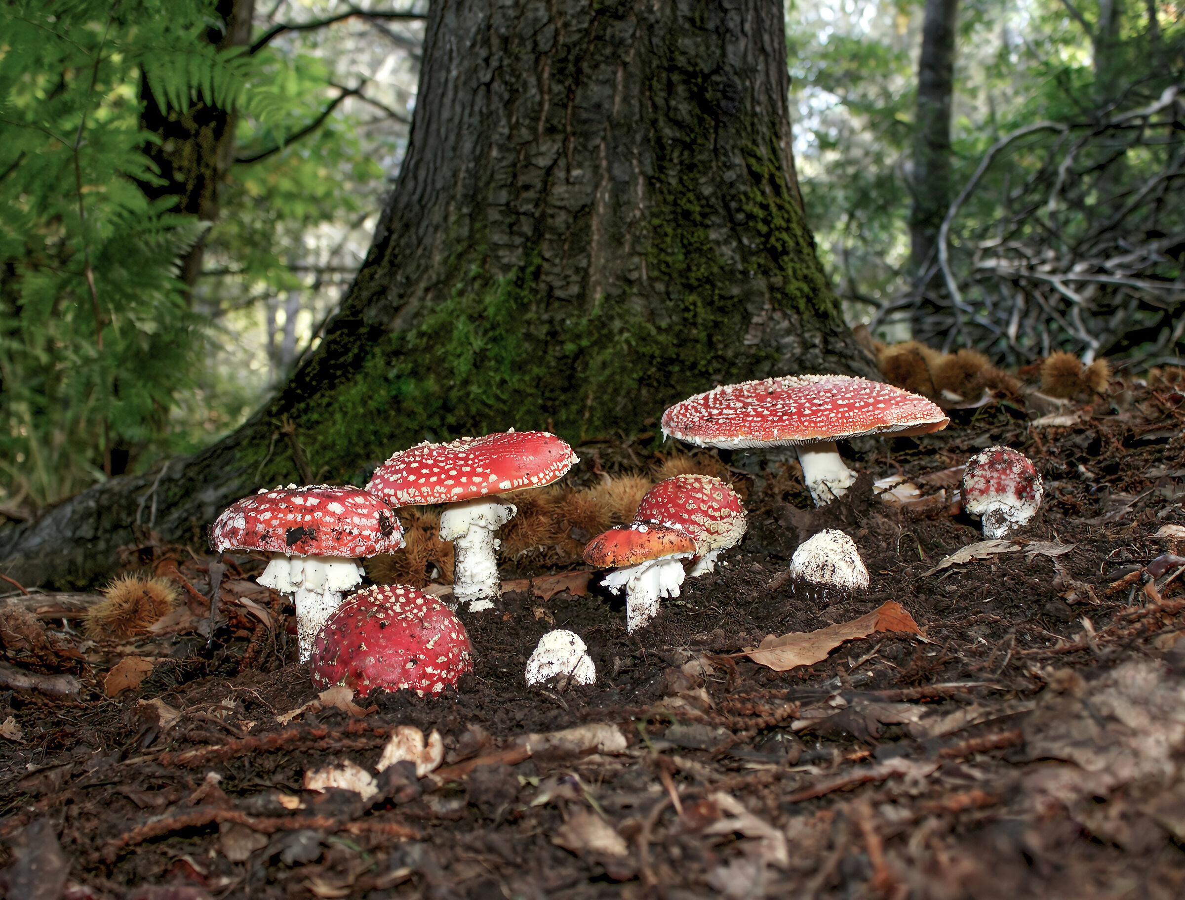 Amanita muscaria the mushroom of fairy tales