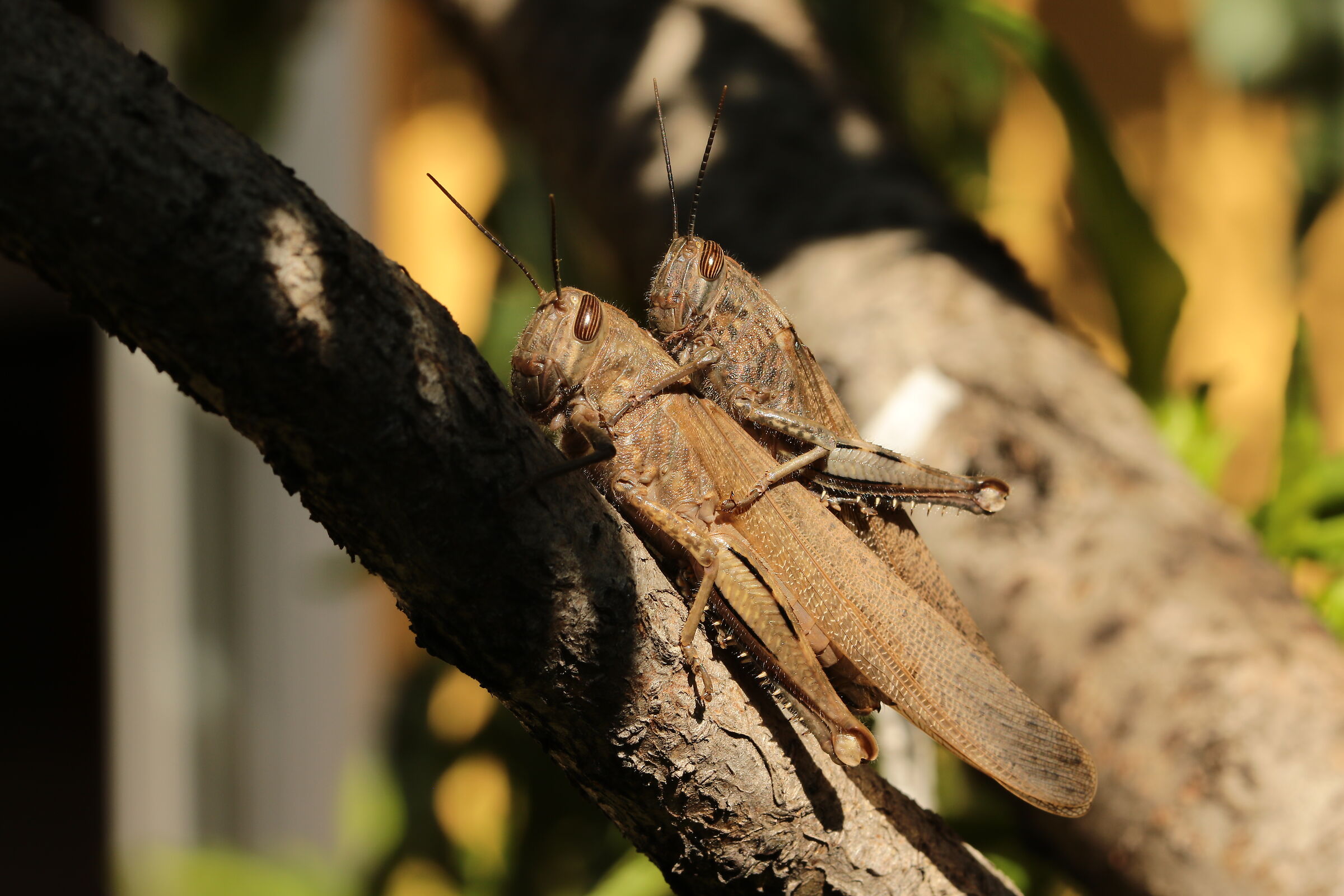 2 locuste egiziane in accoppiamento 24/09/2023