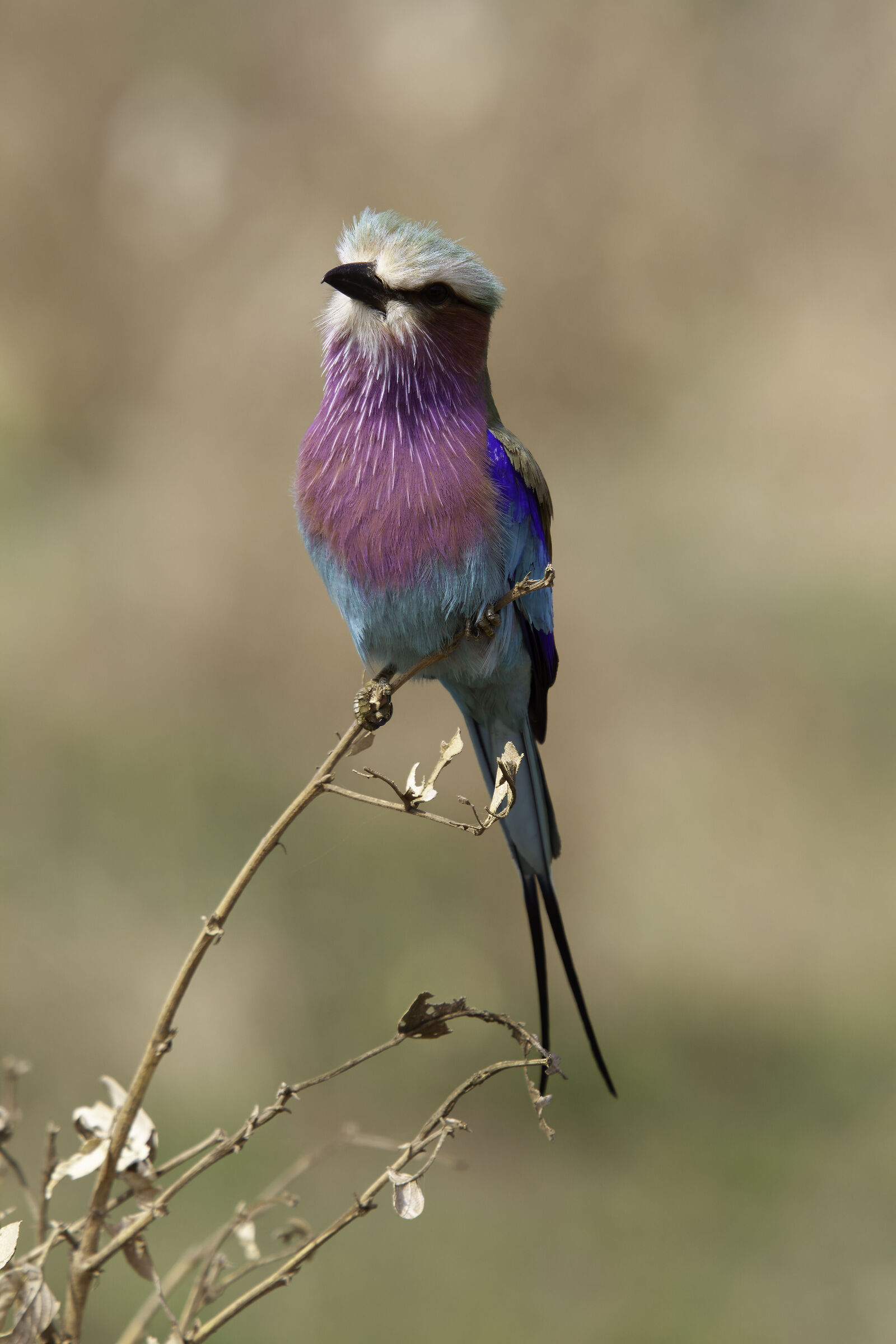Ghiandai marina pettolilla