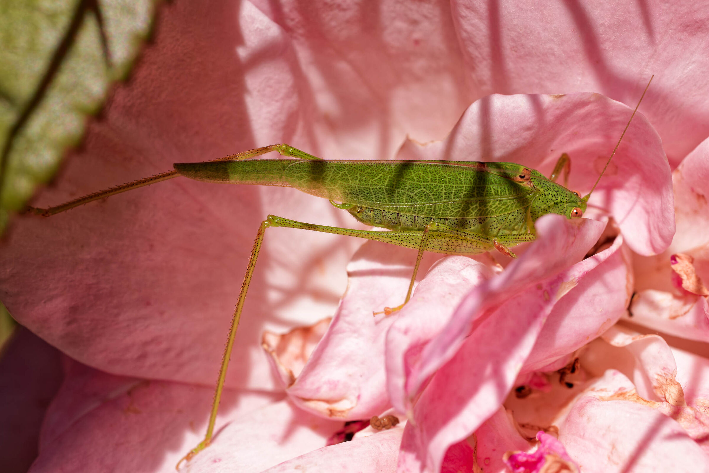 Parco Nord Milan, September 2023