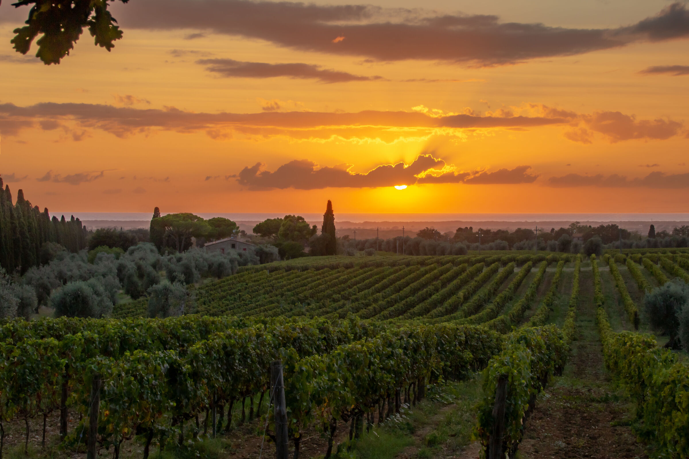 Tramonto sui vigneti di Bolgheri
