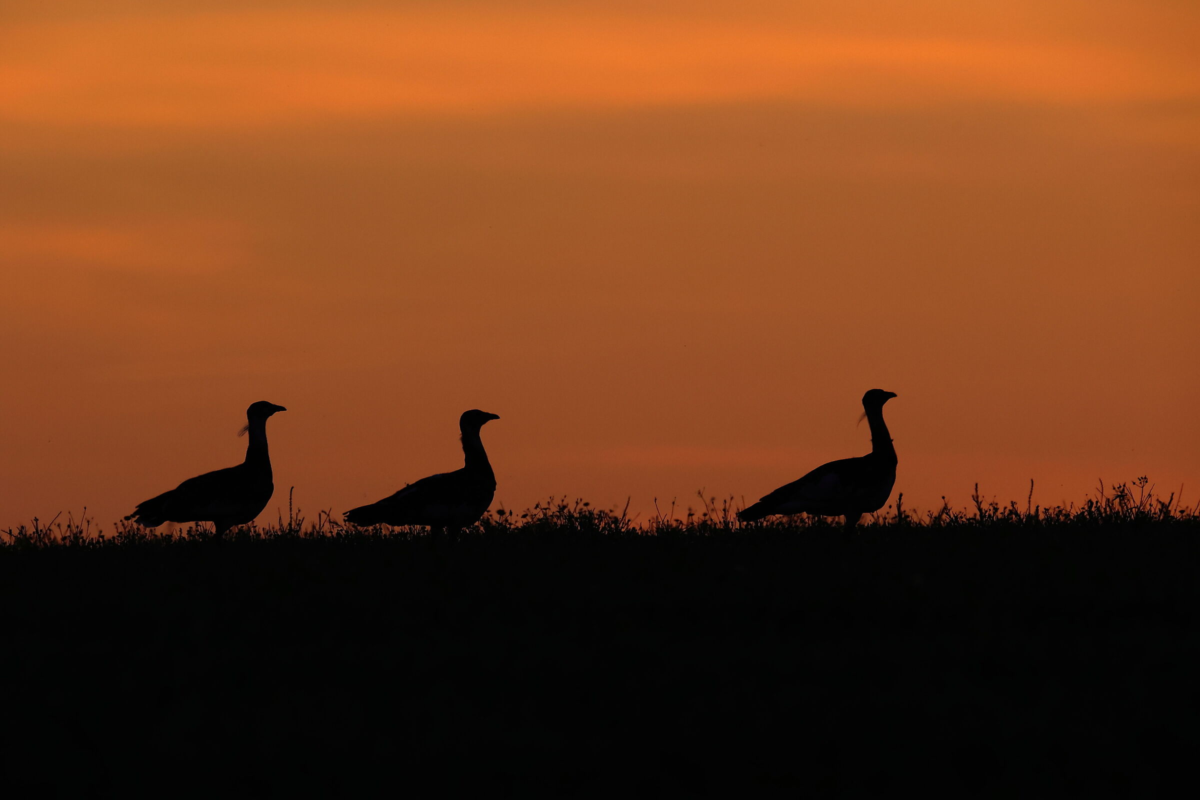 Bustards at sunset
