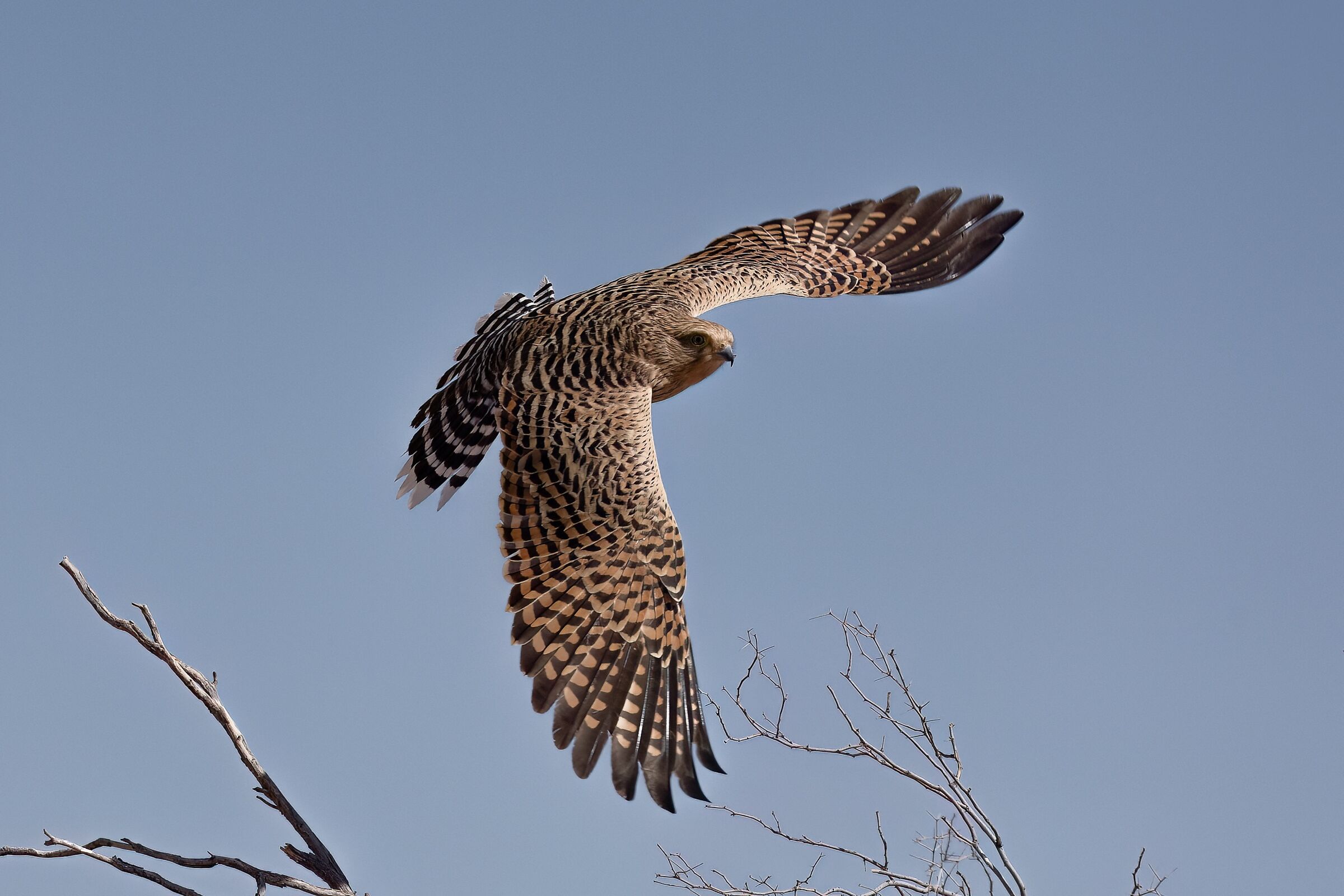 African greater kestrel