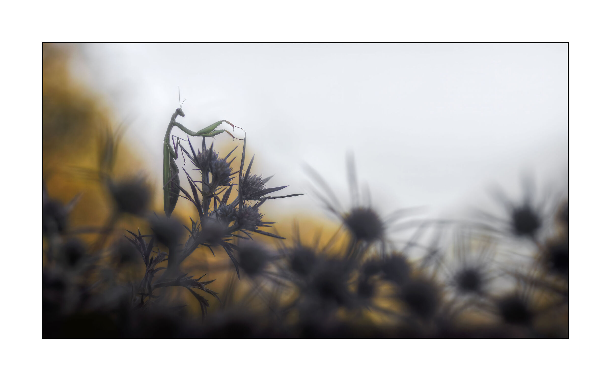the eryngium simphony orchestra