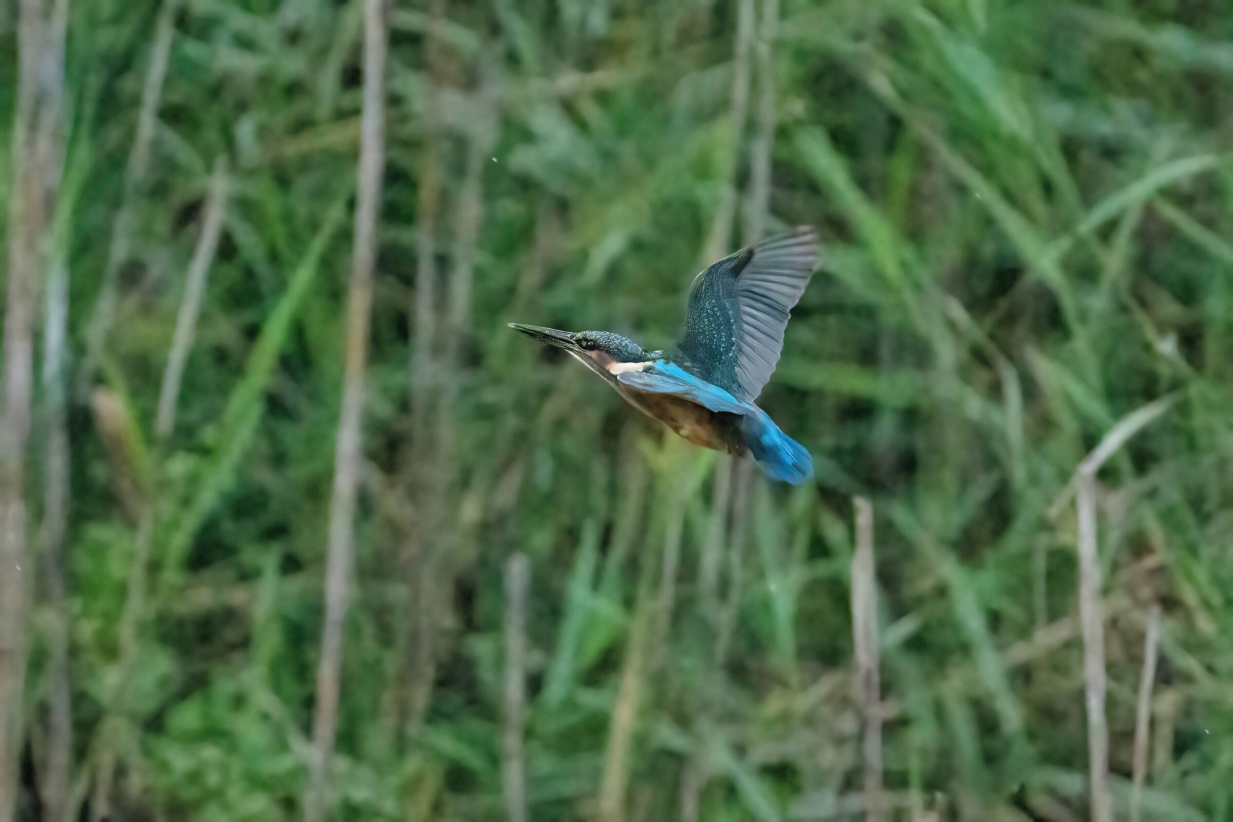 Martin pescatore in volo     Scatto a 32.000 ISO