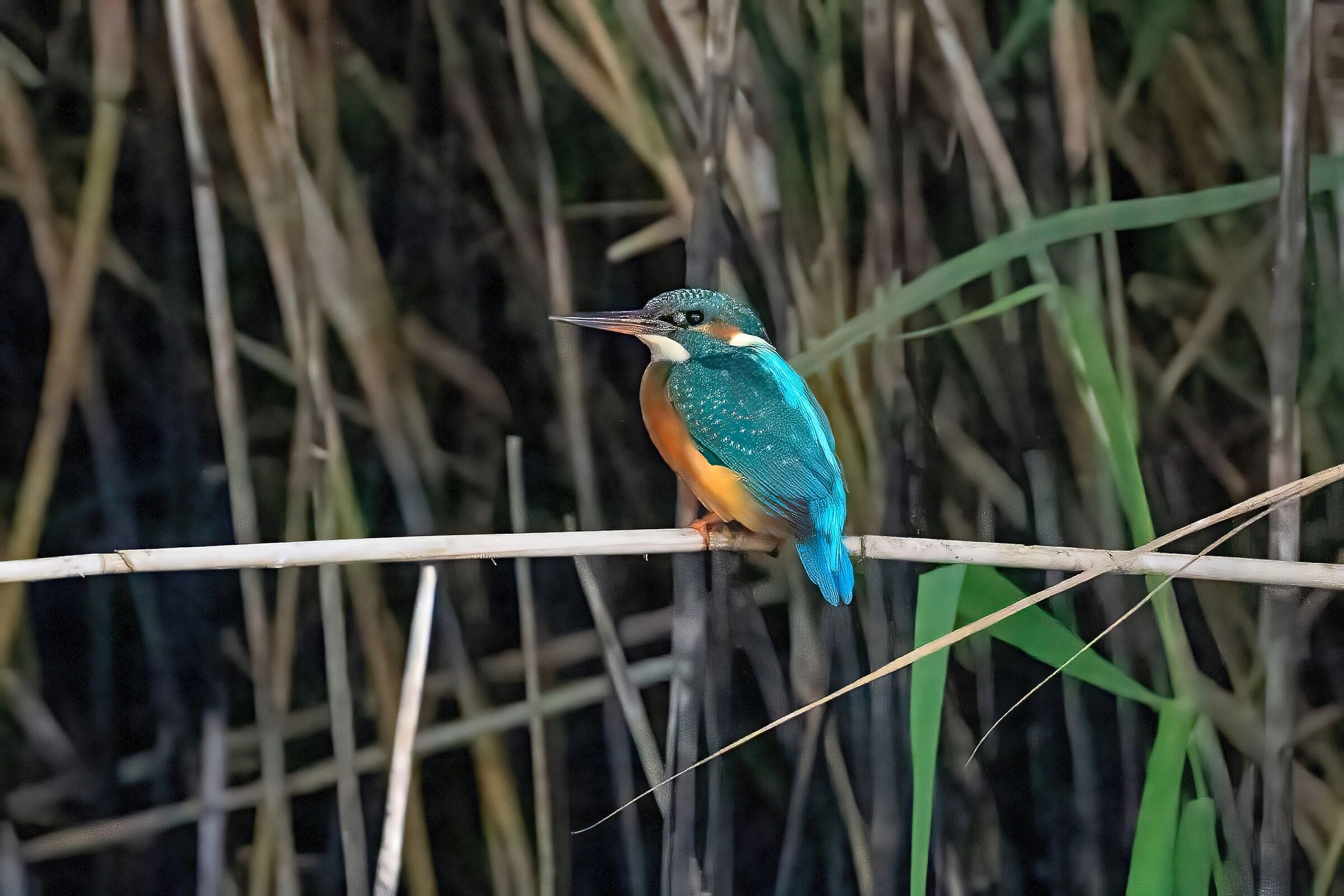 Femmina di Martin pescatore (Alcedo atthis)