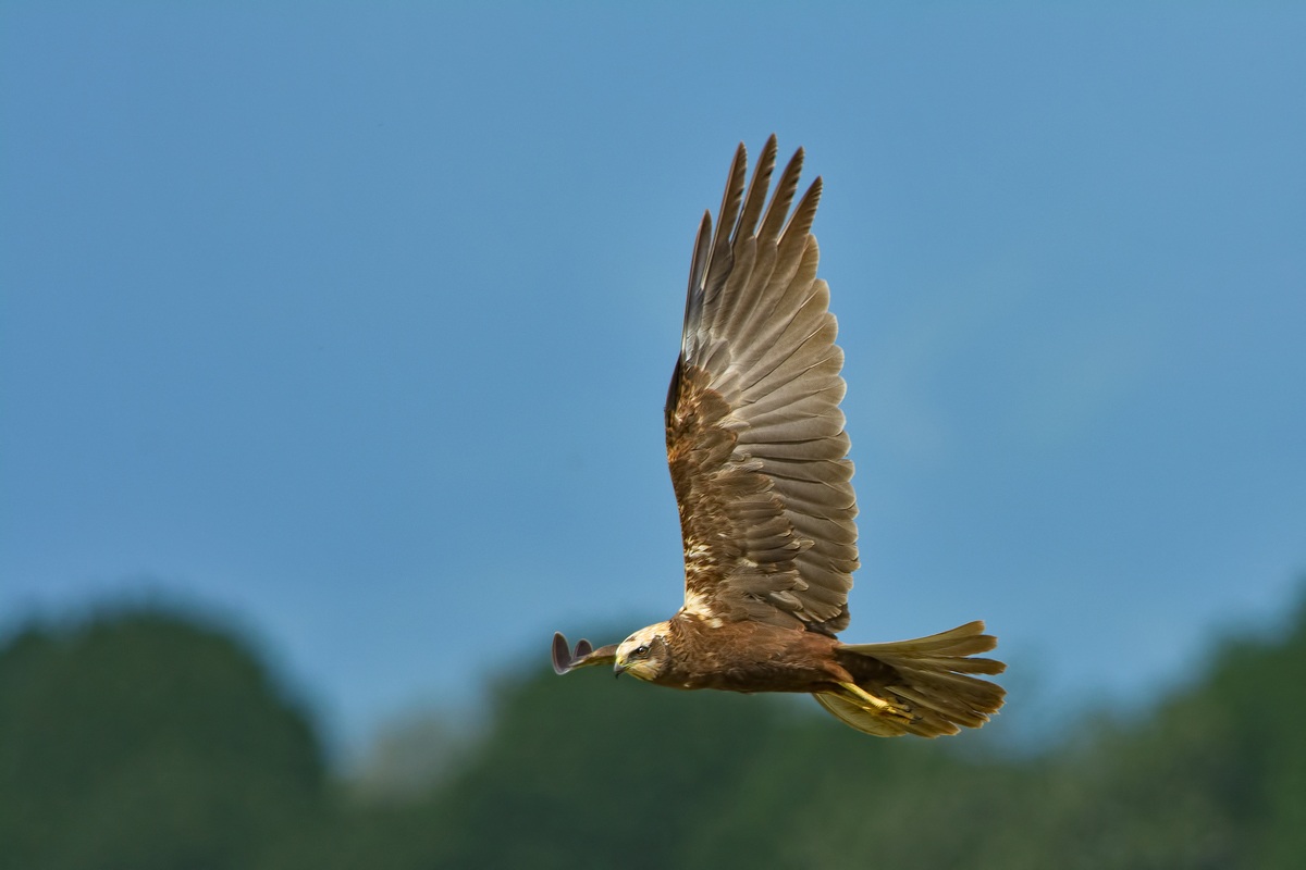 Marsh Harrier (Circus aeruginosus)