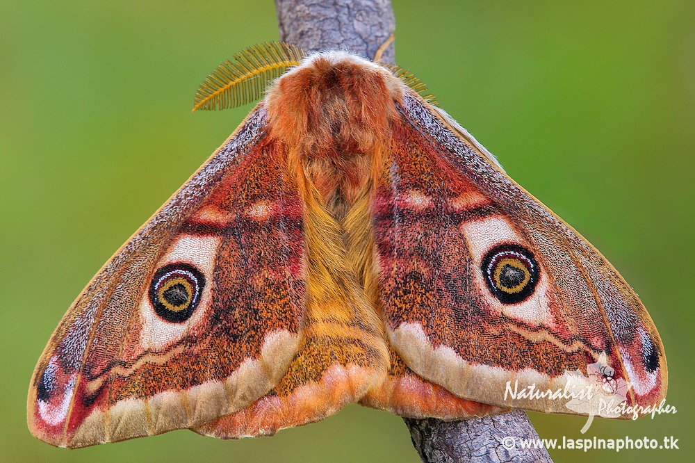 Saturnia ... pavoniella ...