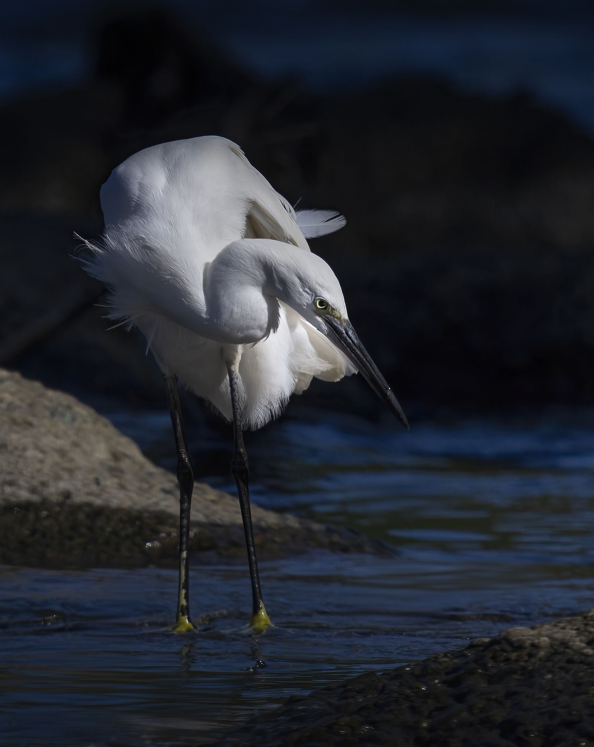 Garzetta (Egretta garzetta)