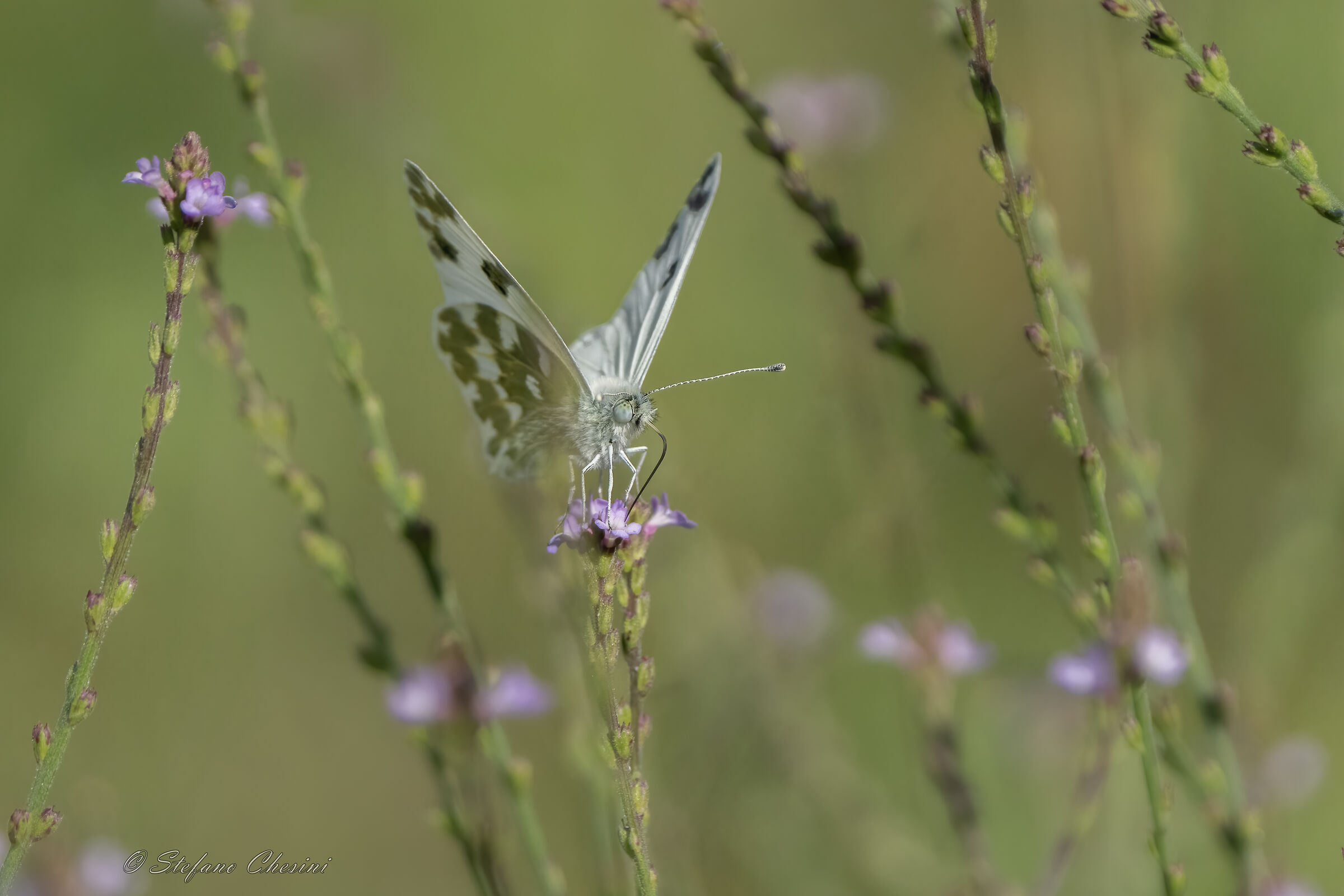 Pontia Daplidice - Al Pub