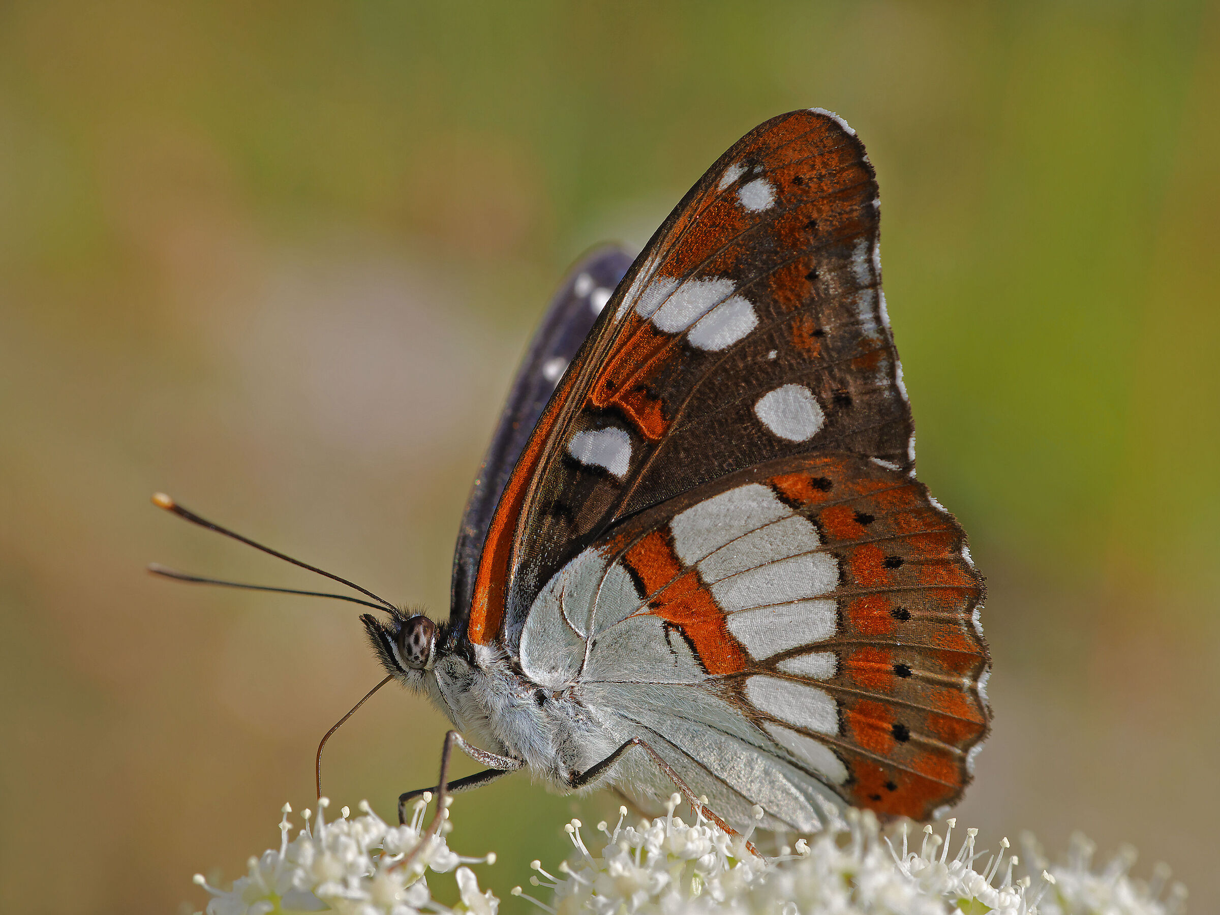 Limenitis reducta
