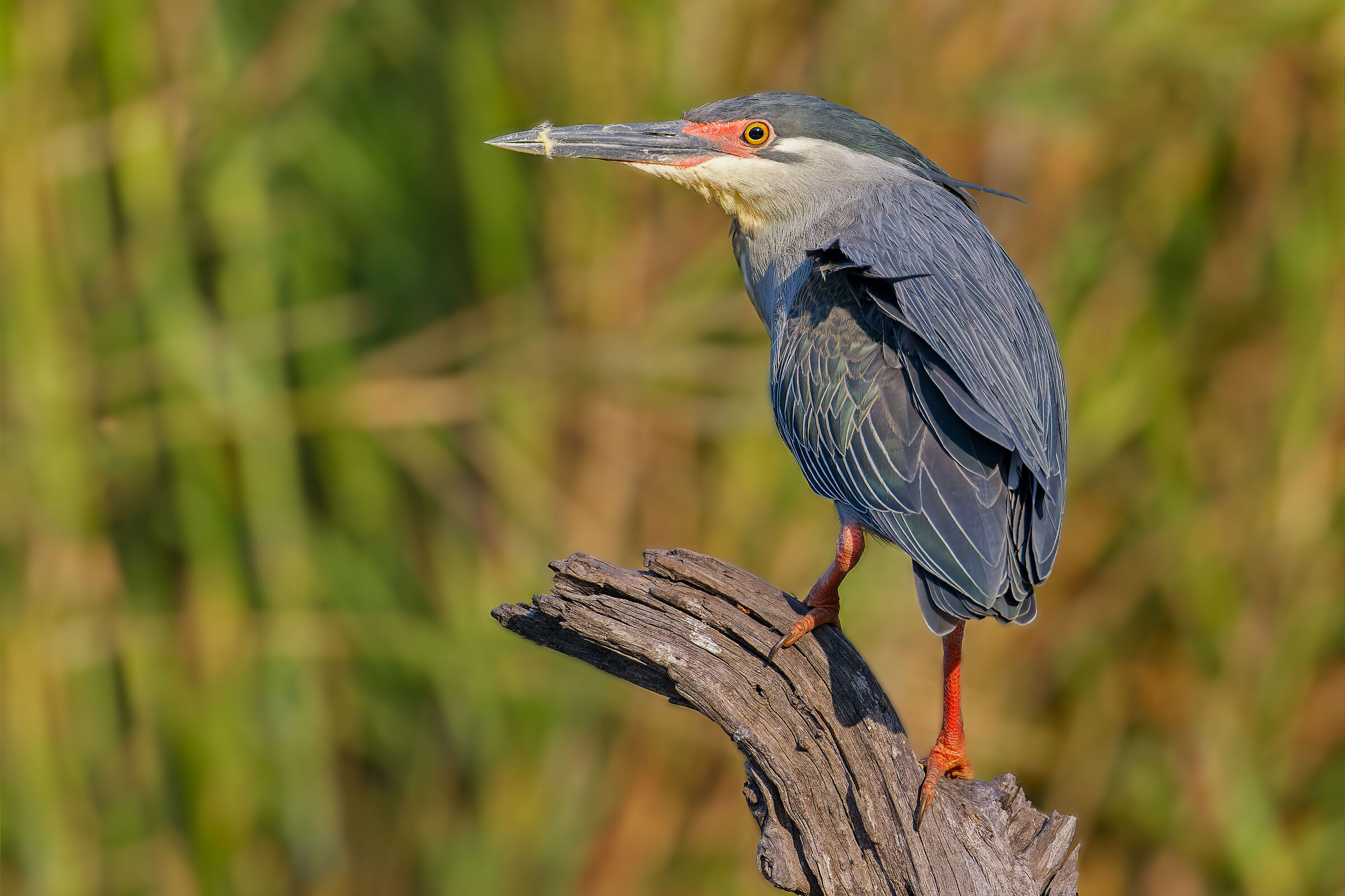Striped heron
