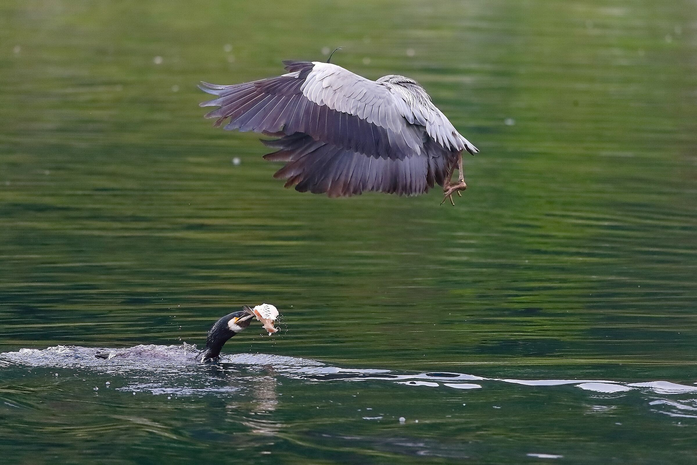 Cenerino 30 aprile 2023