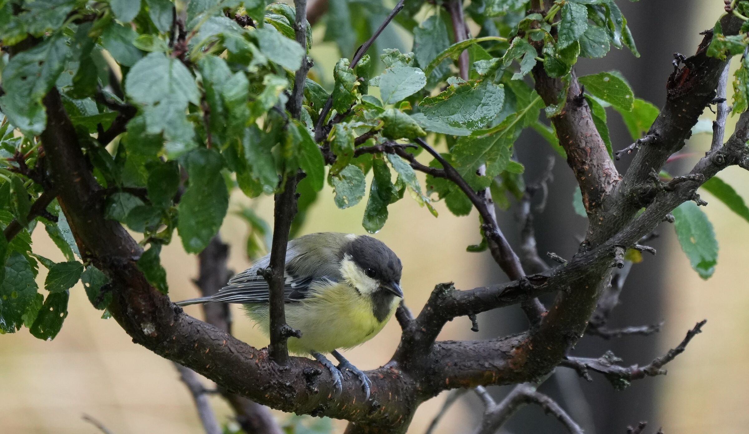 Titmouse... cheerful in the rain