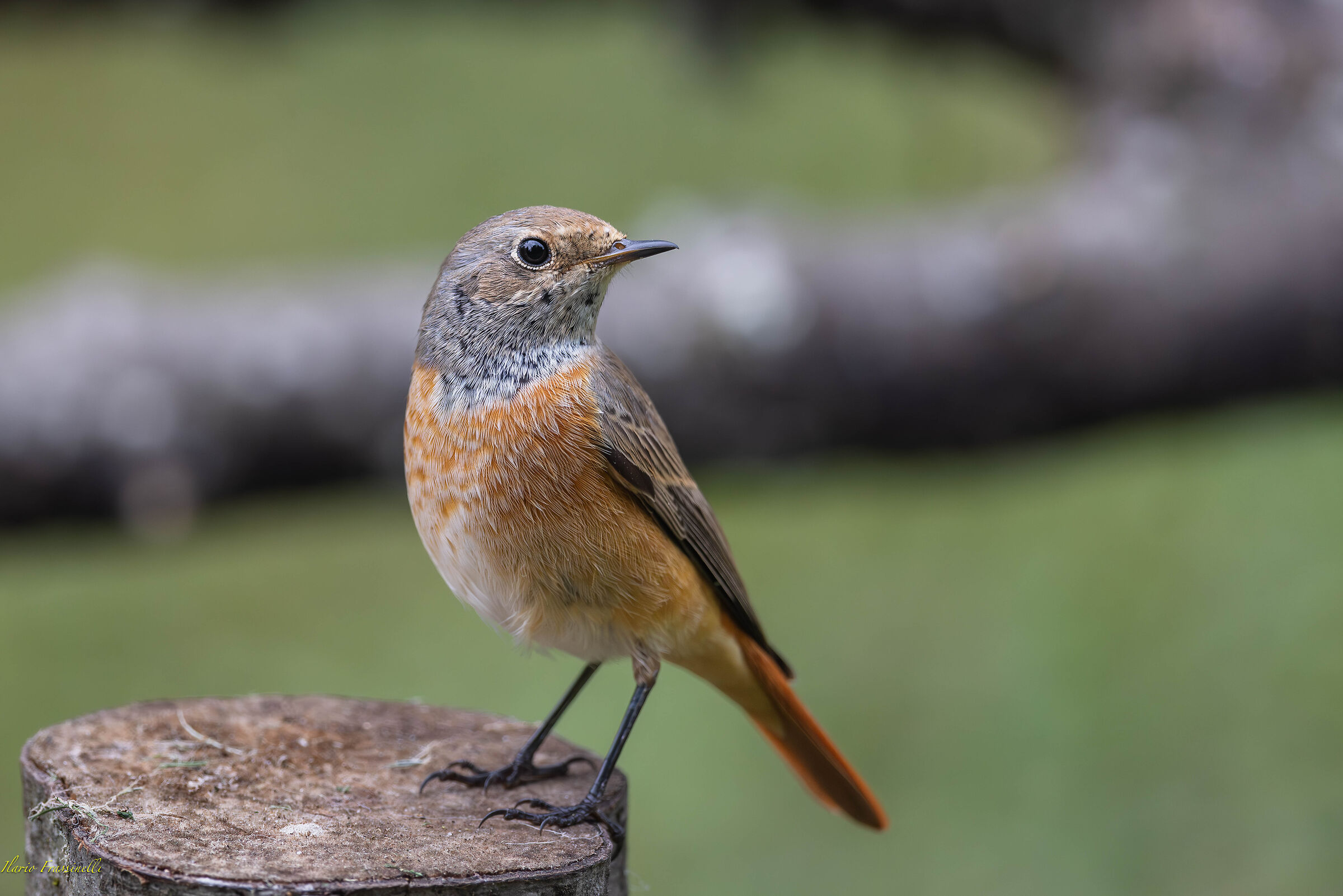 Common Redstart