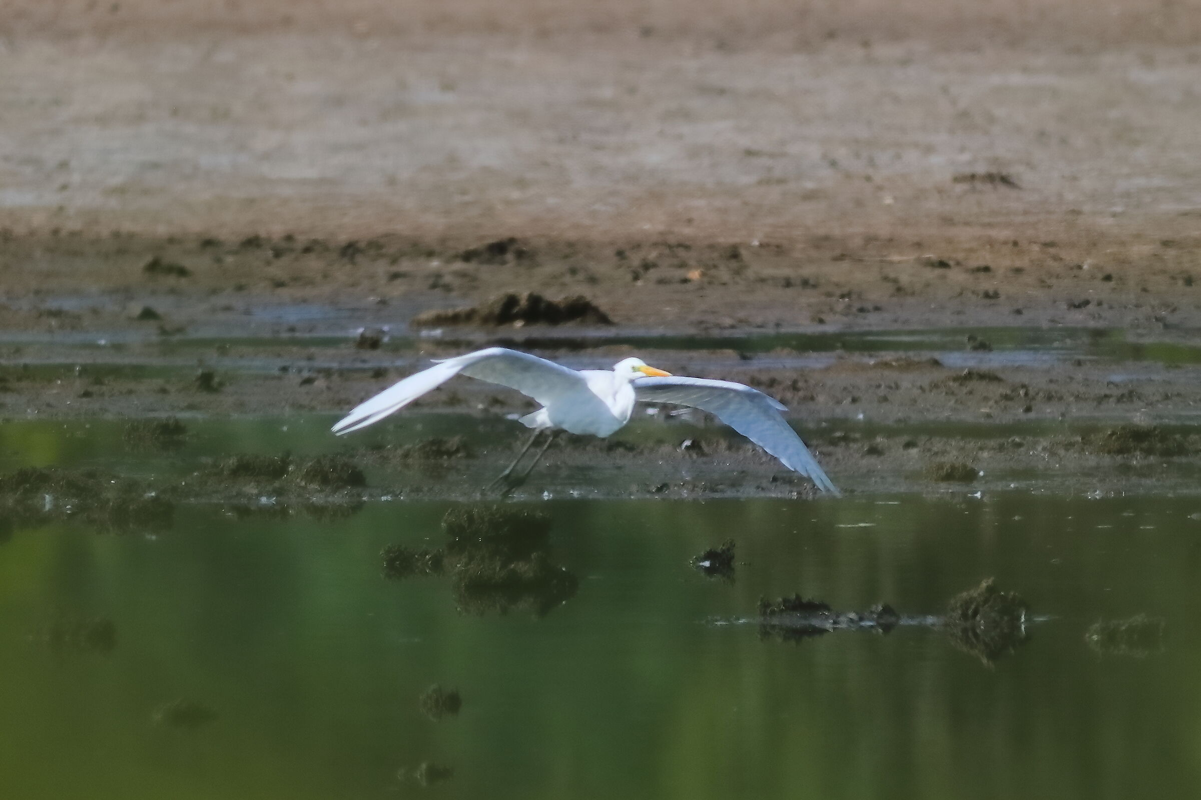 Airone BM 09-09-2023