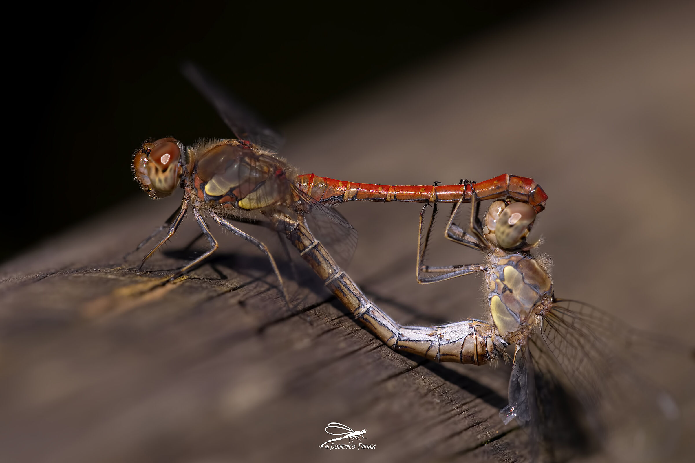 sympetrum striolatum