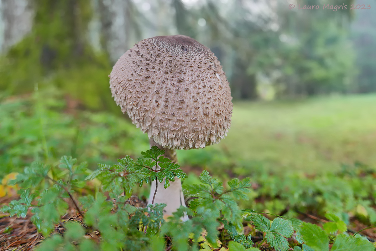 Macrolepiota rachodes